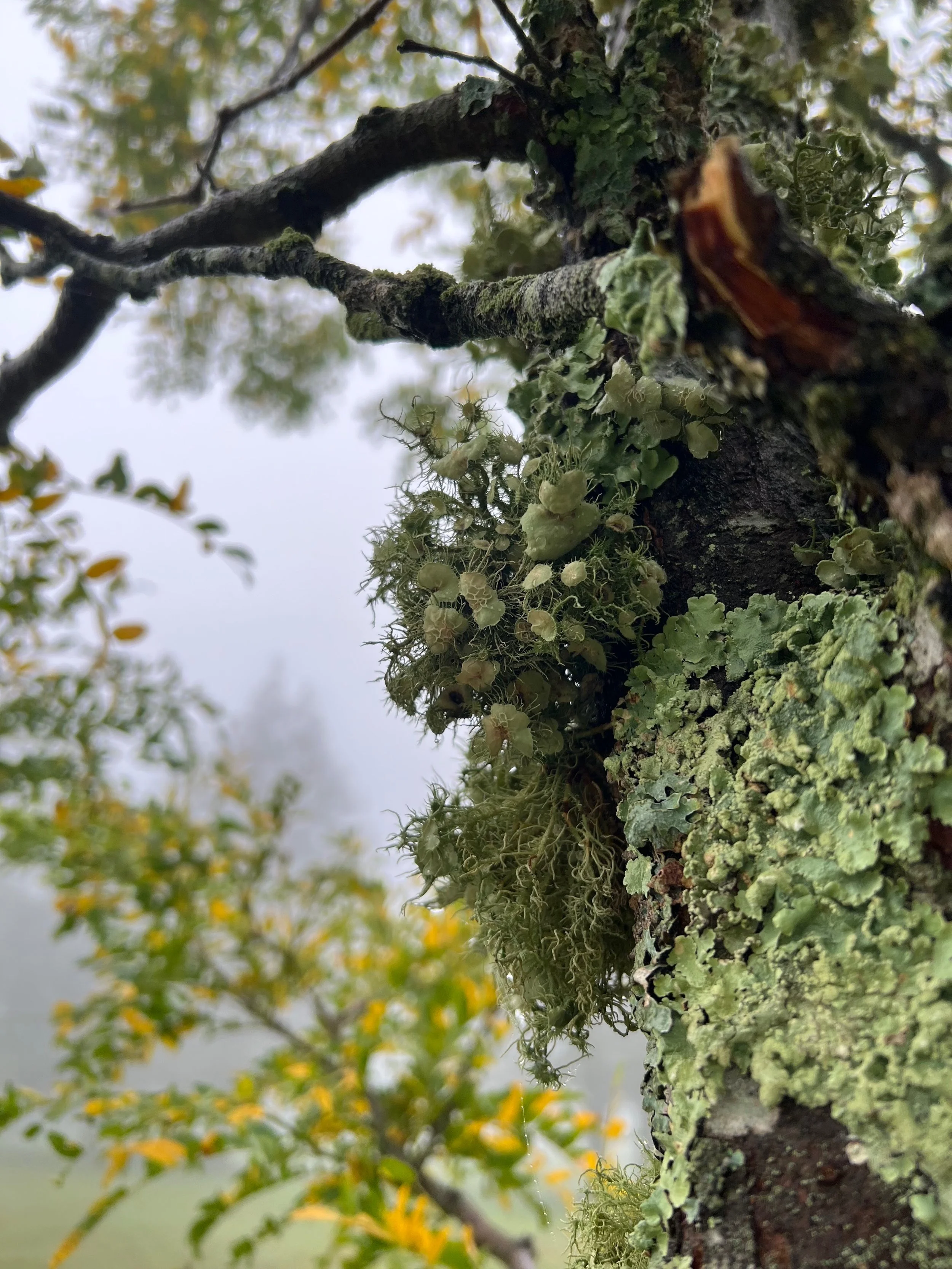 Close-up of a tree branch covered in green moss and lichen with blurred, leafy background.