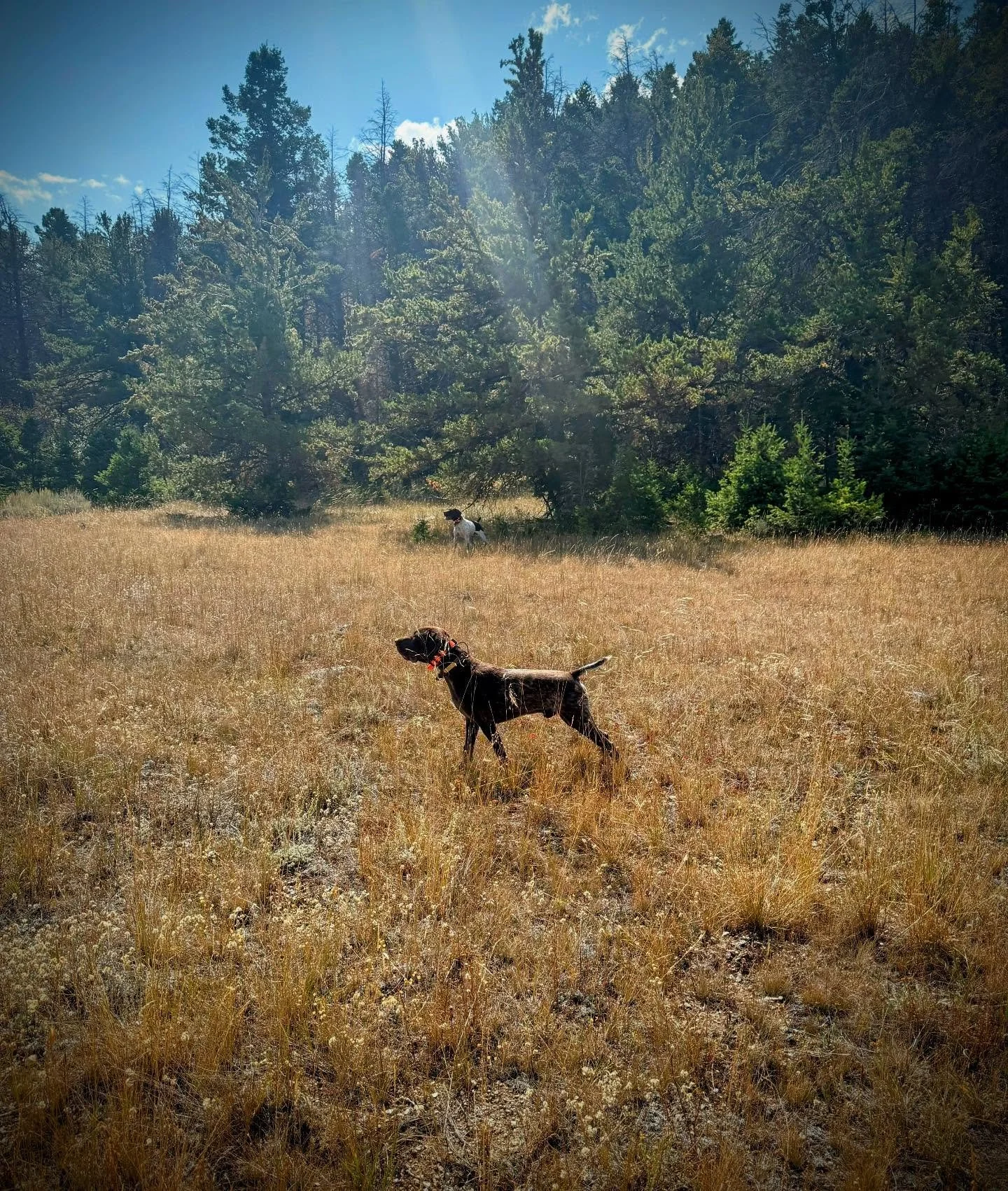 Getting the shorthairs some work in on the blue grouse opener.