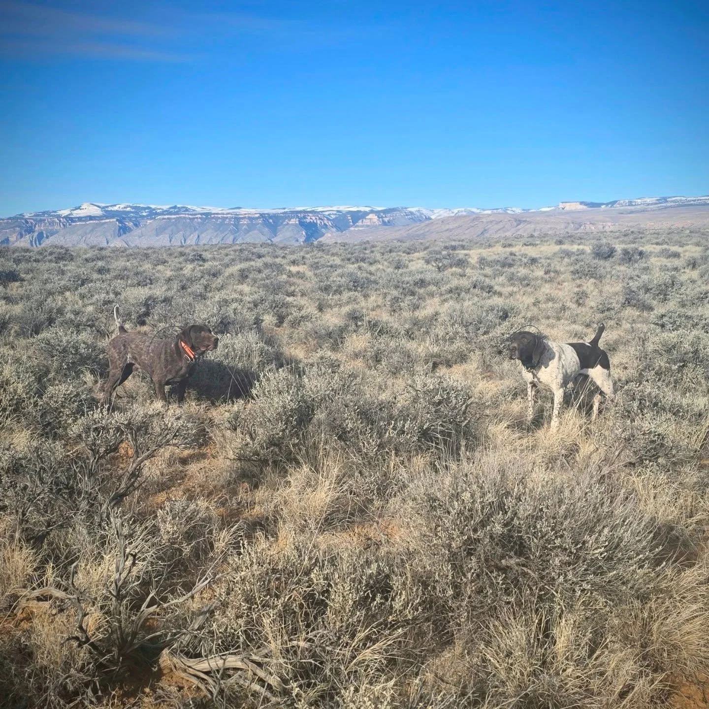 Wind at my back. Is the birds behind me or in between me and the dogs?