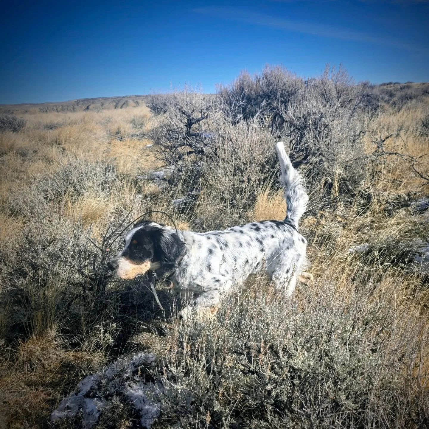 Another successful late season Partridge hunt. No pear trees though.