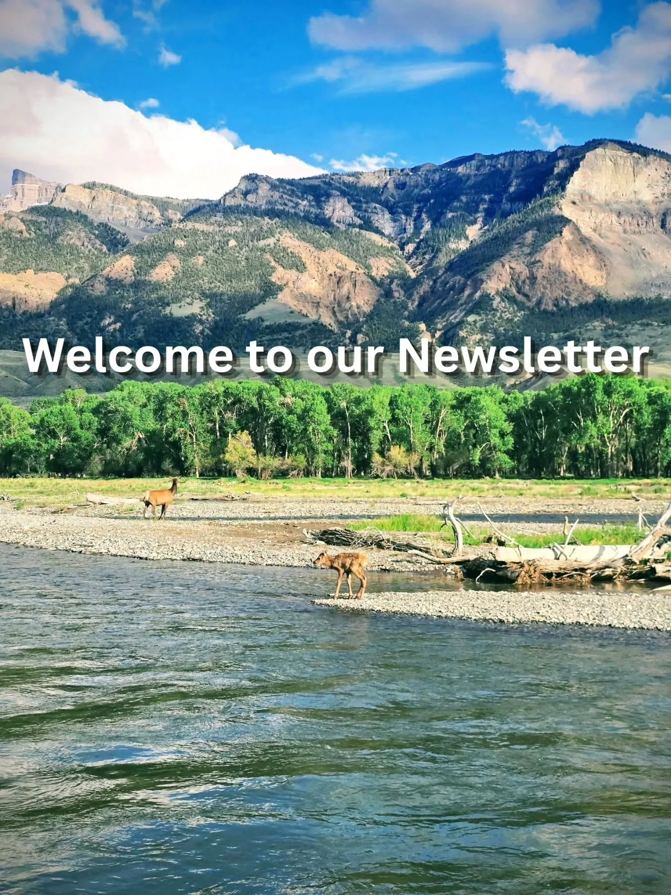 newsletter&mdash;your source for fly fishing reports, upland hunting insights, and time well spent outdoors. Tight lines and good dogs ahead. Link in the bio.