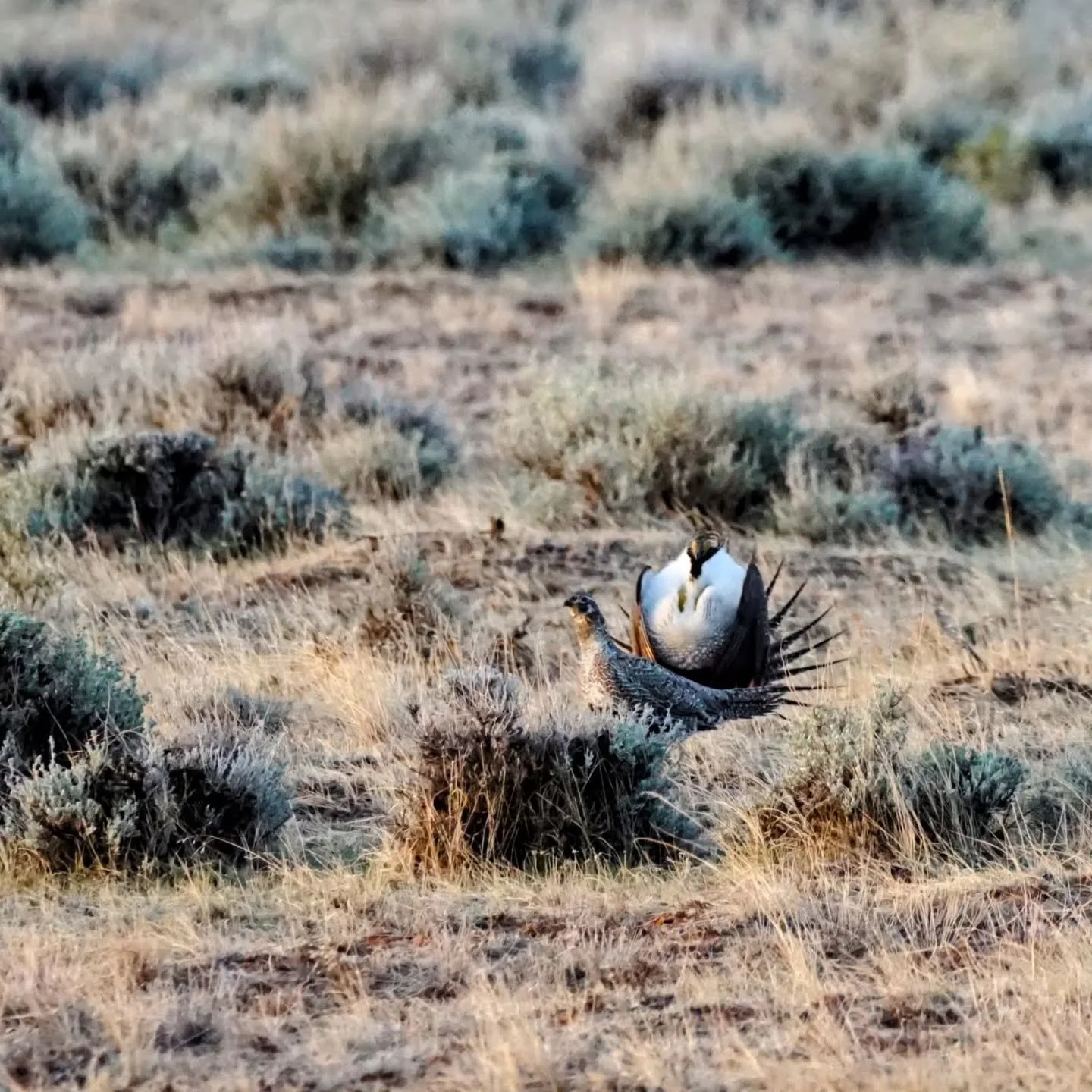 Make us some babies for September. 
.
.
.
#sagegrouse #hunting #birdhunting #uplandhunting