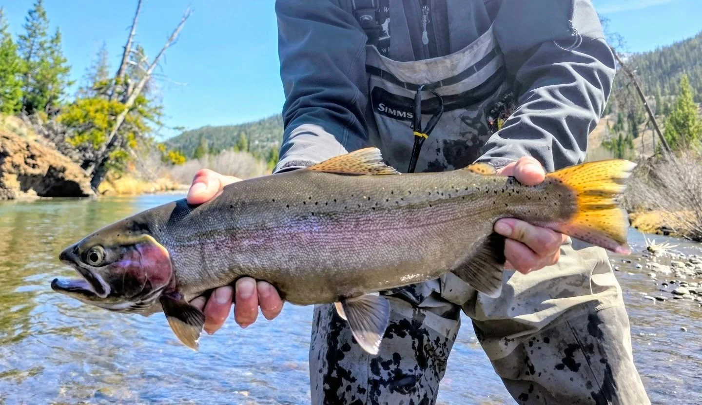 There's some nice quality fish running right now. 
.
.
.
#flyfishing
