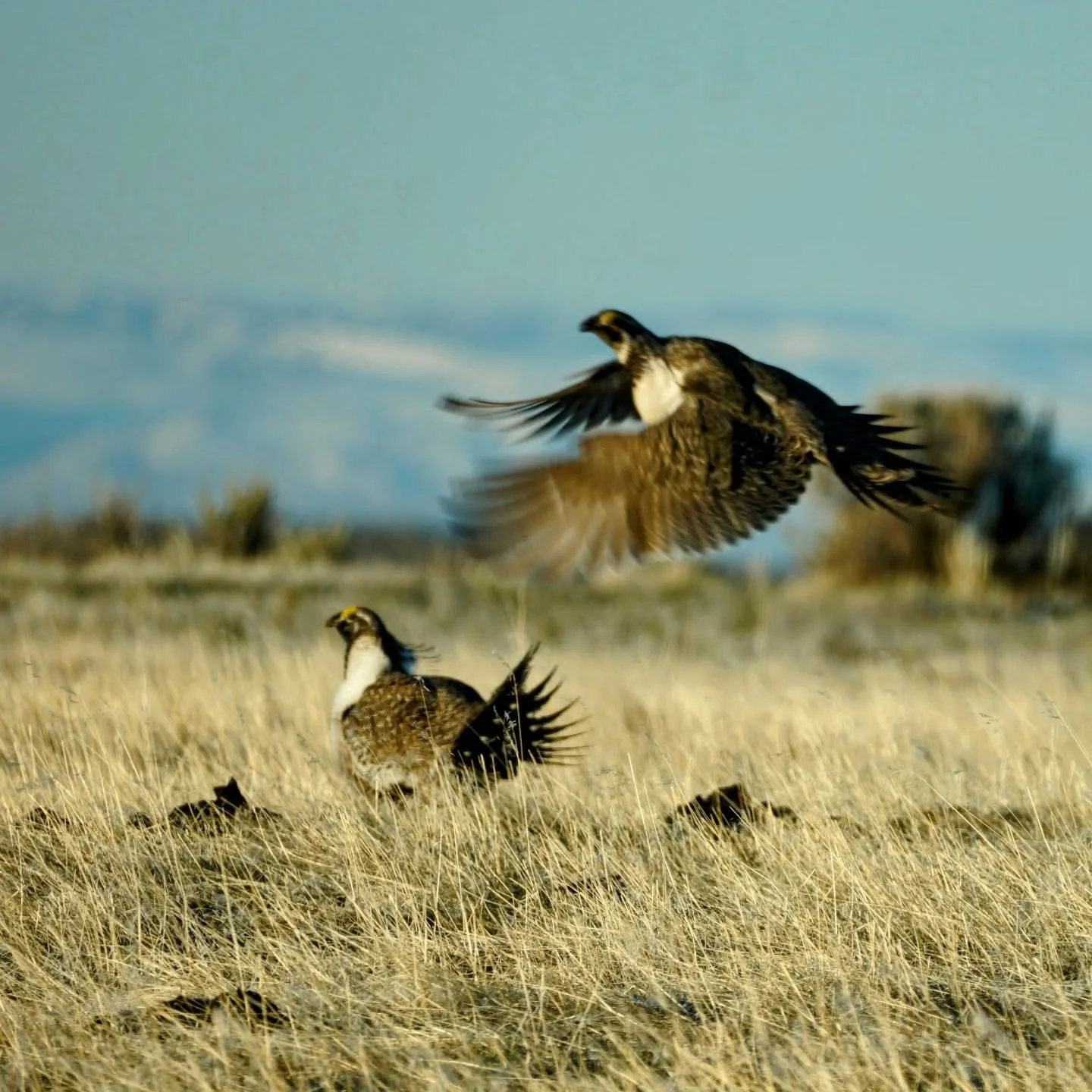 The 2026 sage grouse leks are looking good so far in our area. Activity should be slowing down here throughout May. 
.
.
.
#wingshooting #uplandhunting #upland #sagegrouse #orvis