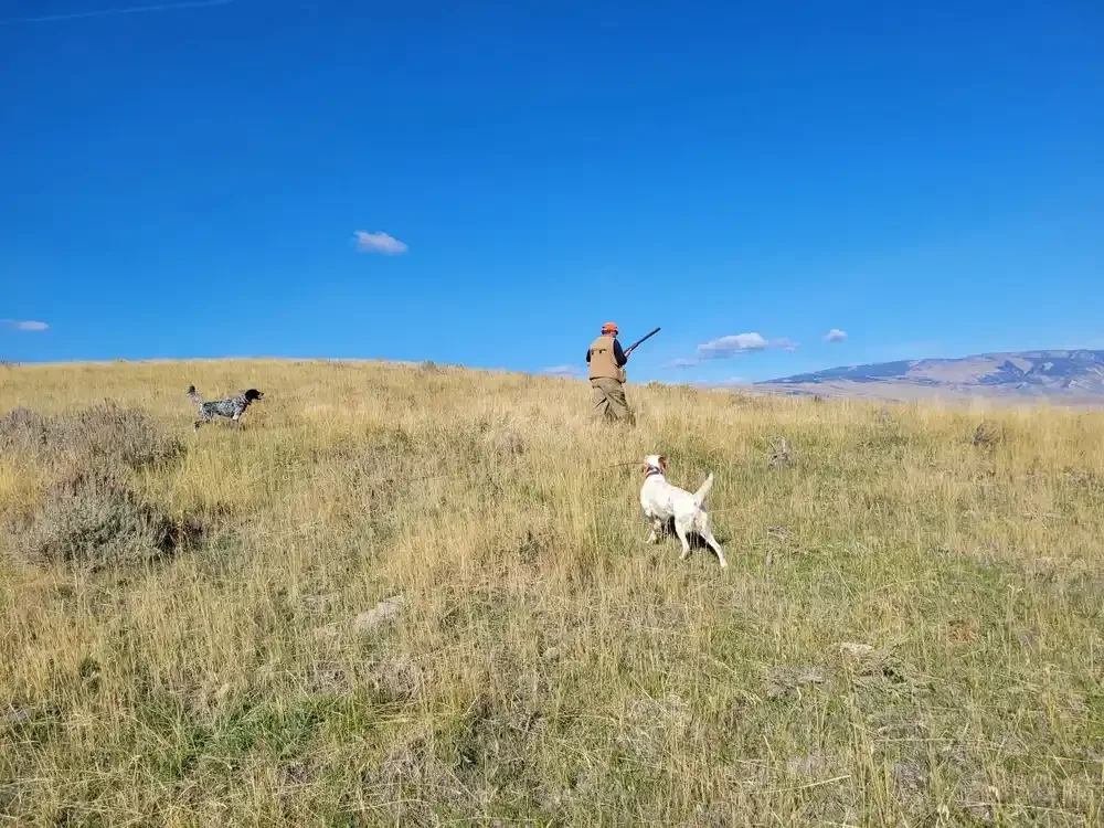 yellowstone-hunting-guide.webp