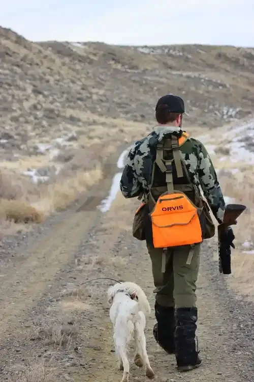 Wing-shooting-with-dogs.webp