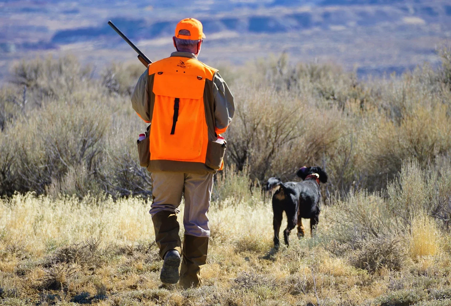 Wyoming-Bird-Hunting-Dogs.webp