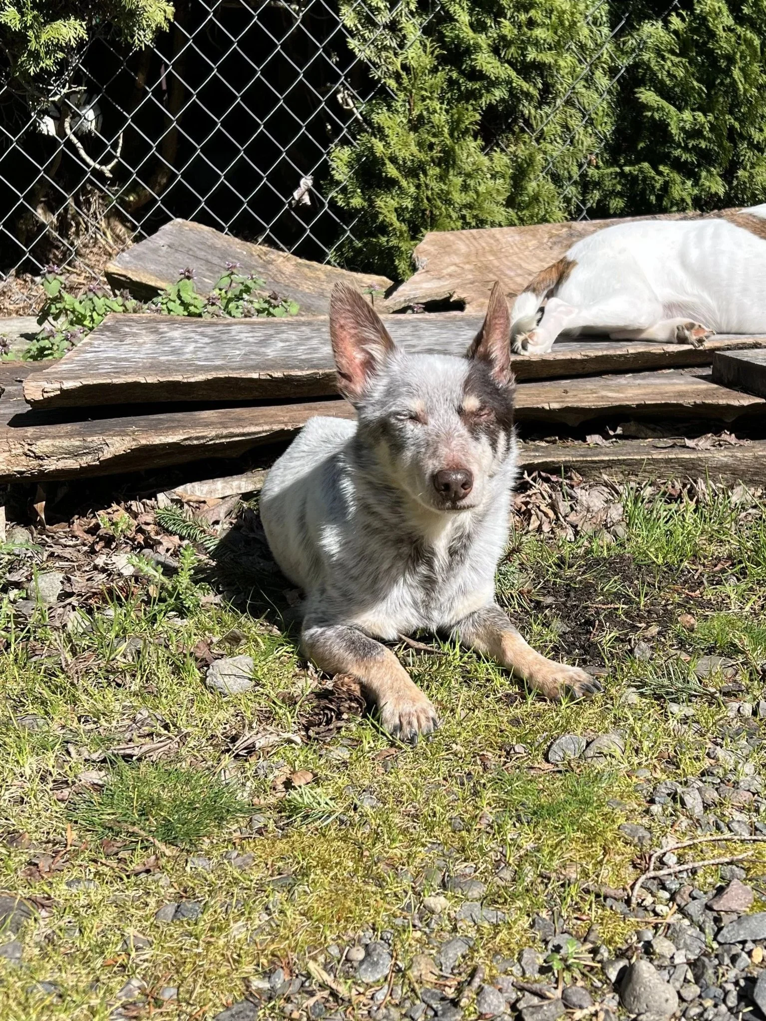A small dog with a speckled gray and white coat and upright ears, sitting on grass with closed eyes, in front of a wooden platform and greenery.