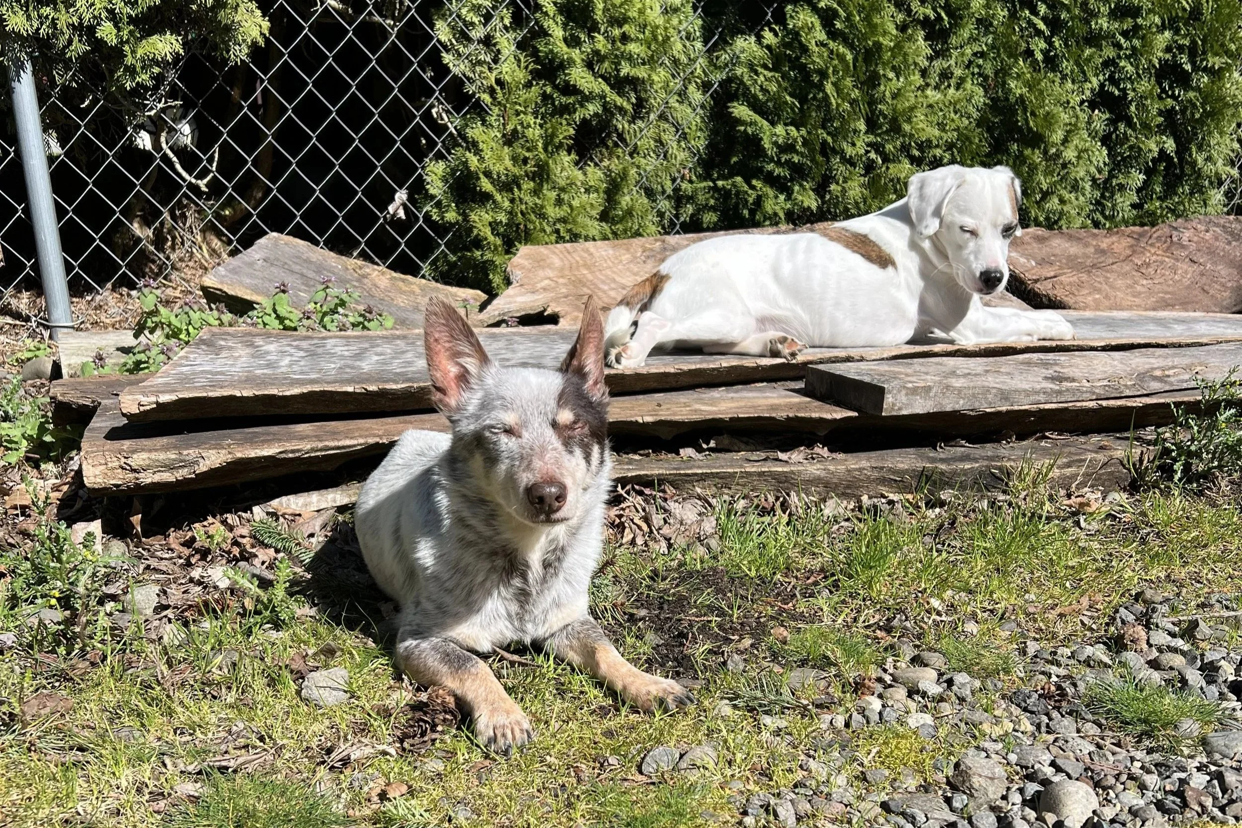 Two dogs resting outdoors on a grassy area with a wooden platform and a chain-link fence in the background, surrounded by green bushes.