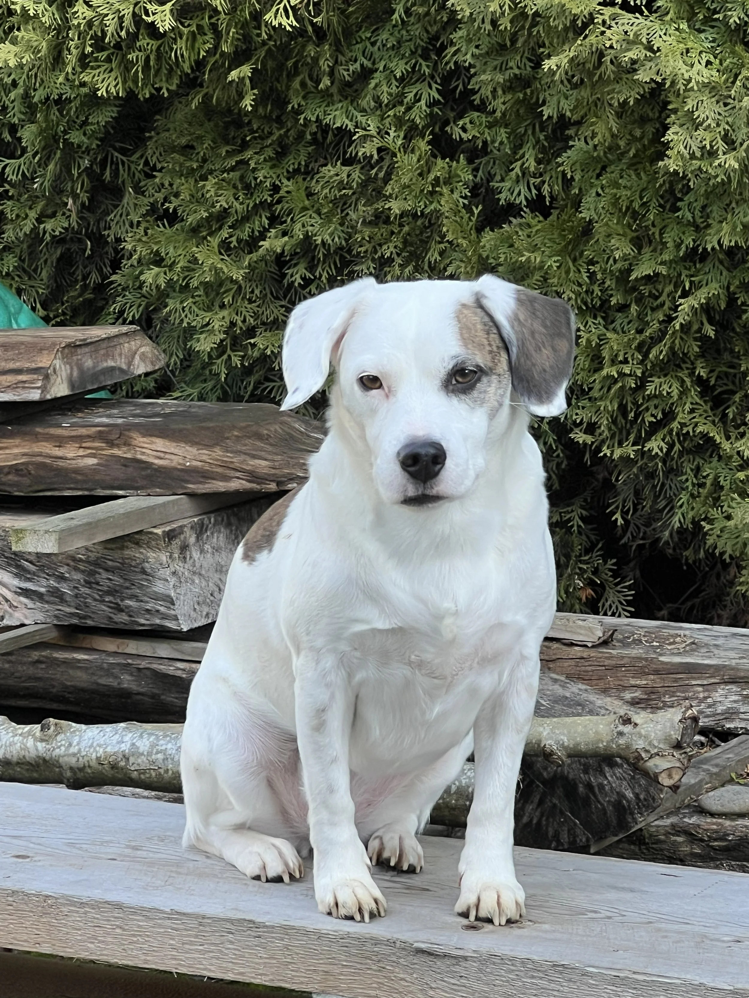 A white dog with a gray spot on its ear sitting outdoors on a wooden surface, with green foliage and logs in the background.