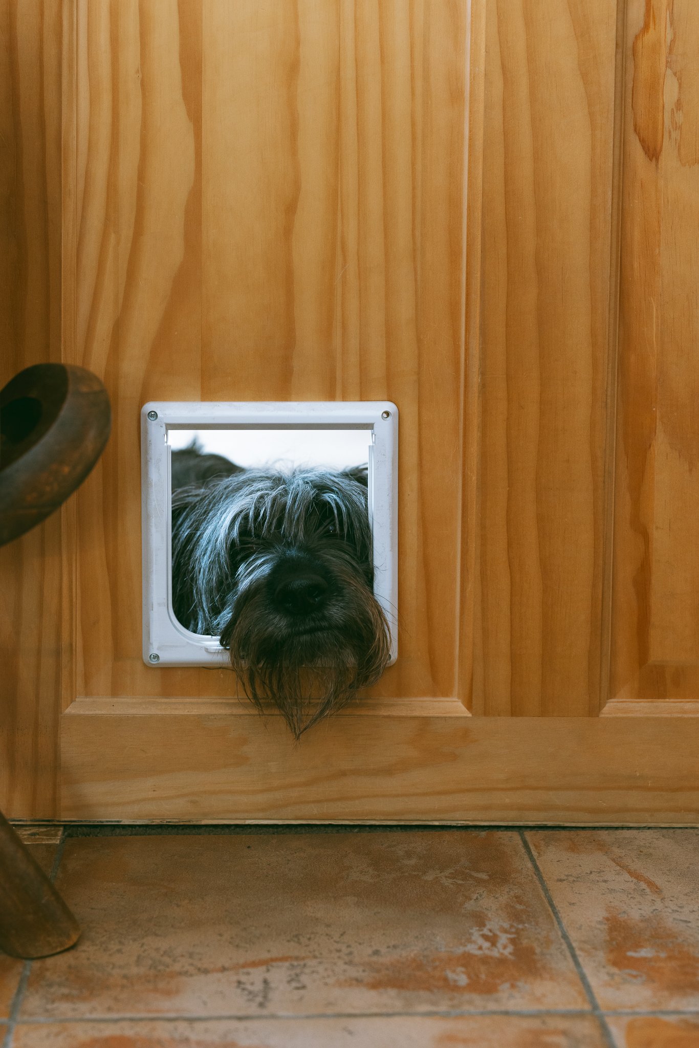 Dog peeking through a pet door on a wooden door.