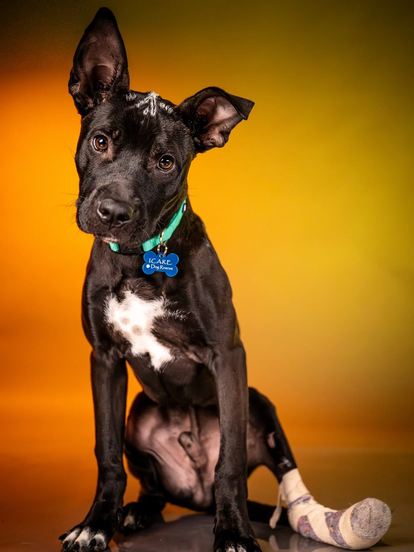 We had the great pleasure of watching Kodiak for a few hours yesterday. I call him &ldquo;Kodie&rdquo; and introduced him to our home studio for a quick session.
Kodie is currently being fostered by our son and comes from the Riverside Animal Shelter