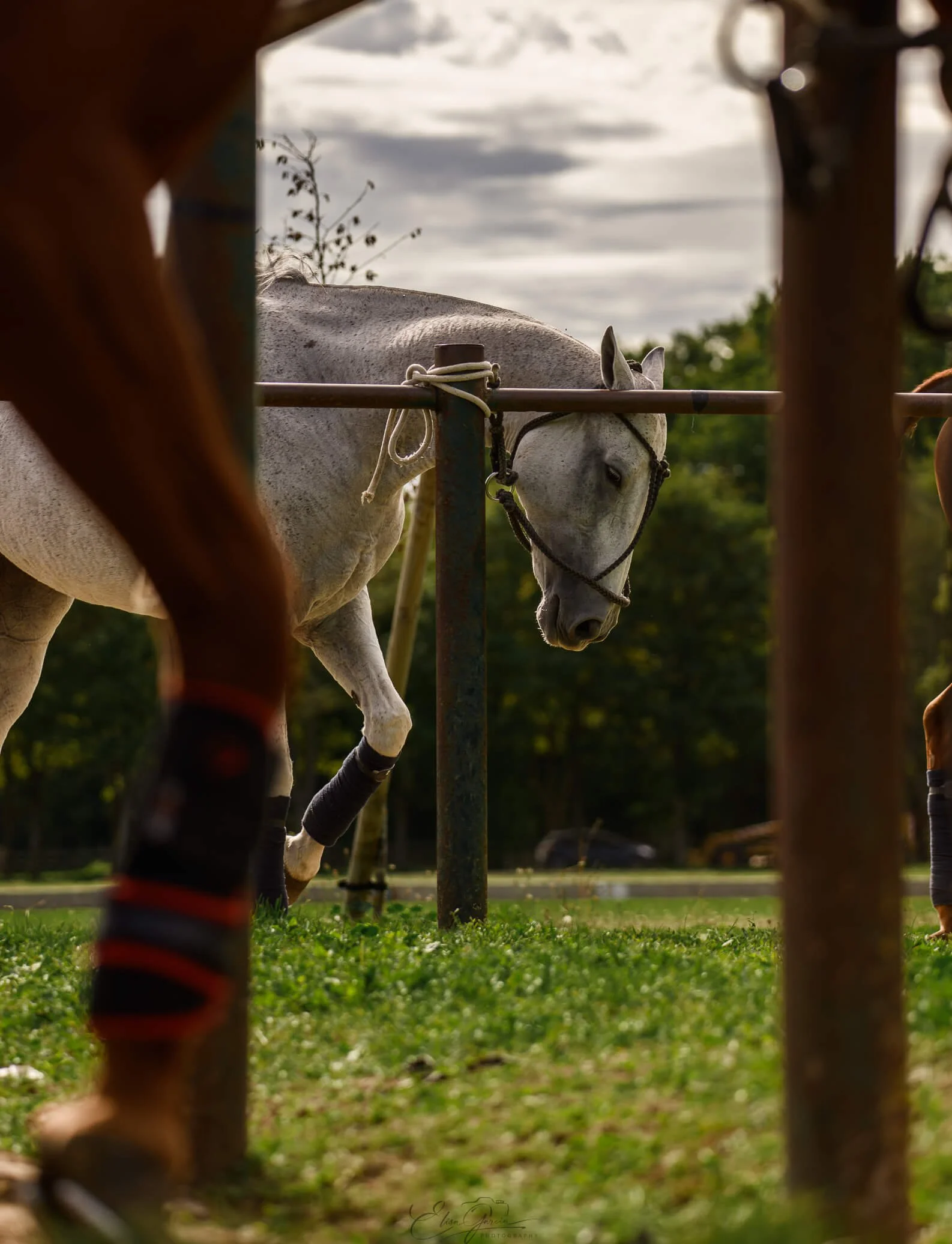 Chantilly poney polo Jolly Rogers - Elisa Garcia Photography