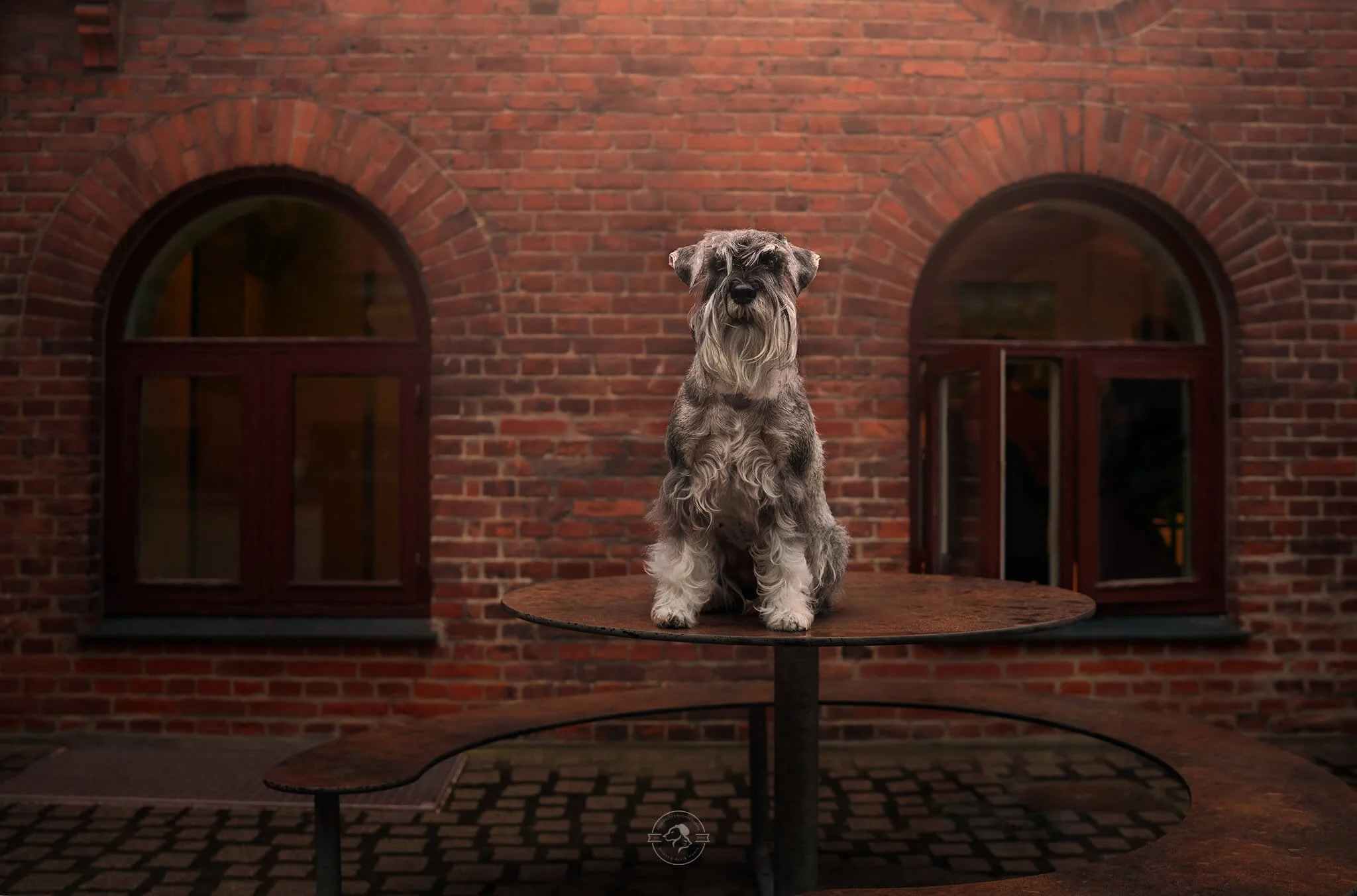 DSC03457-Edit Paw Prints Photography Copenhagen schanuzer dog photoshoot.jpg
