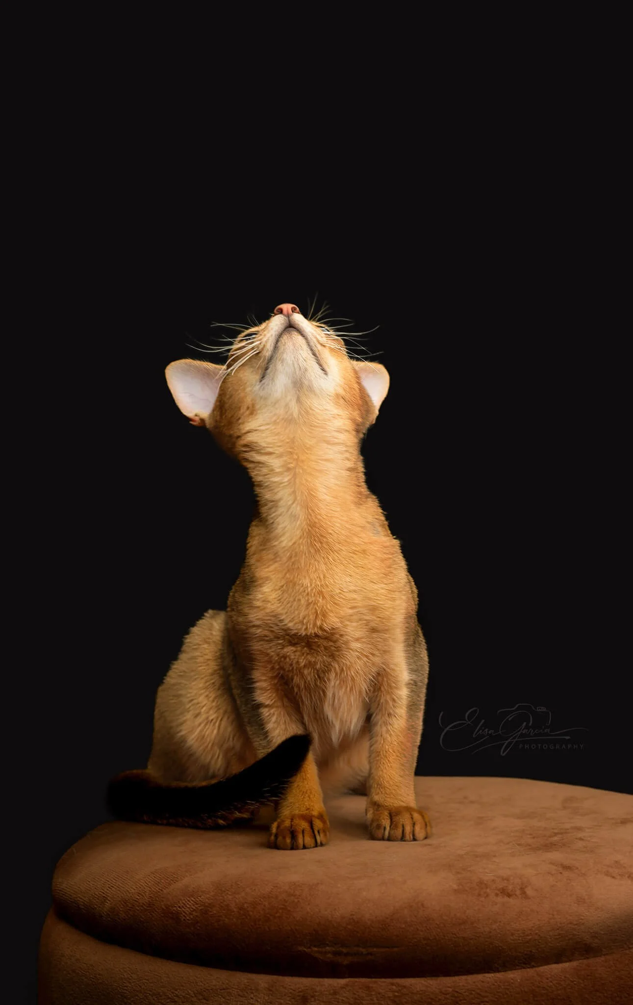 Abyssin séance photo éleveur chats Bretagne