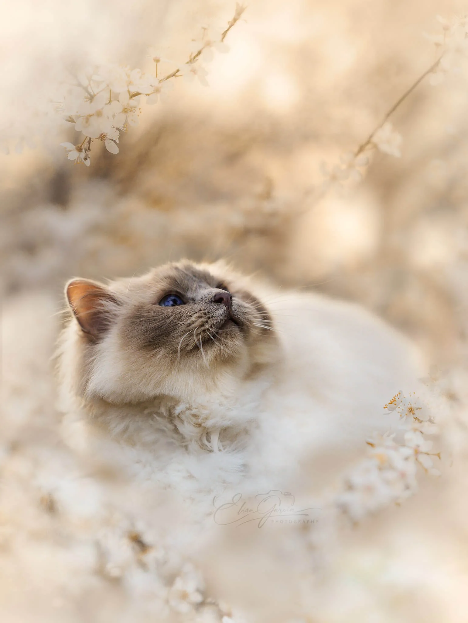 Cérisiers Ile-de-France Bretigny sur Orge photographe animalier chat sacré de birmanie