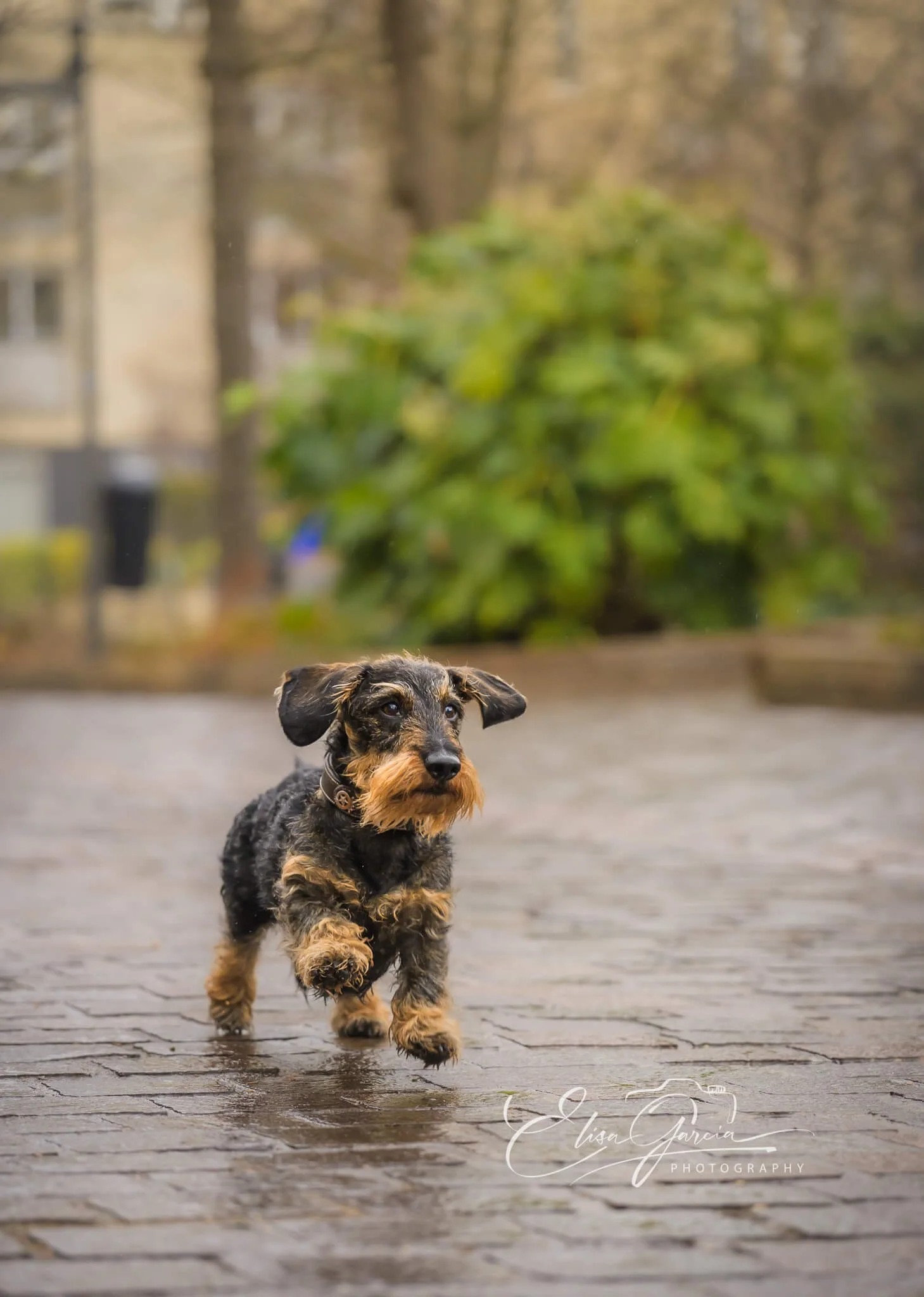 Elisa Garcia Photography - séance canine teckel poil dur Chatou.jpg