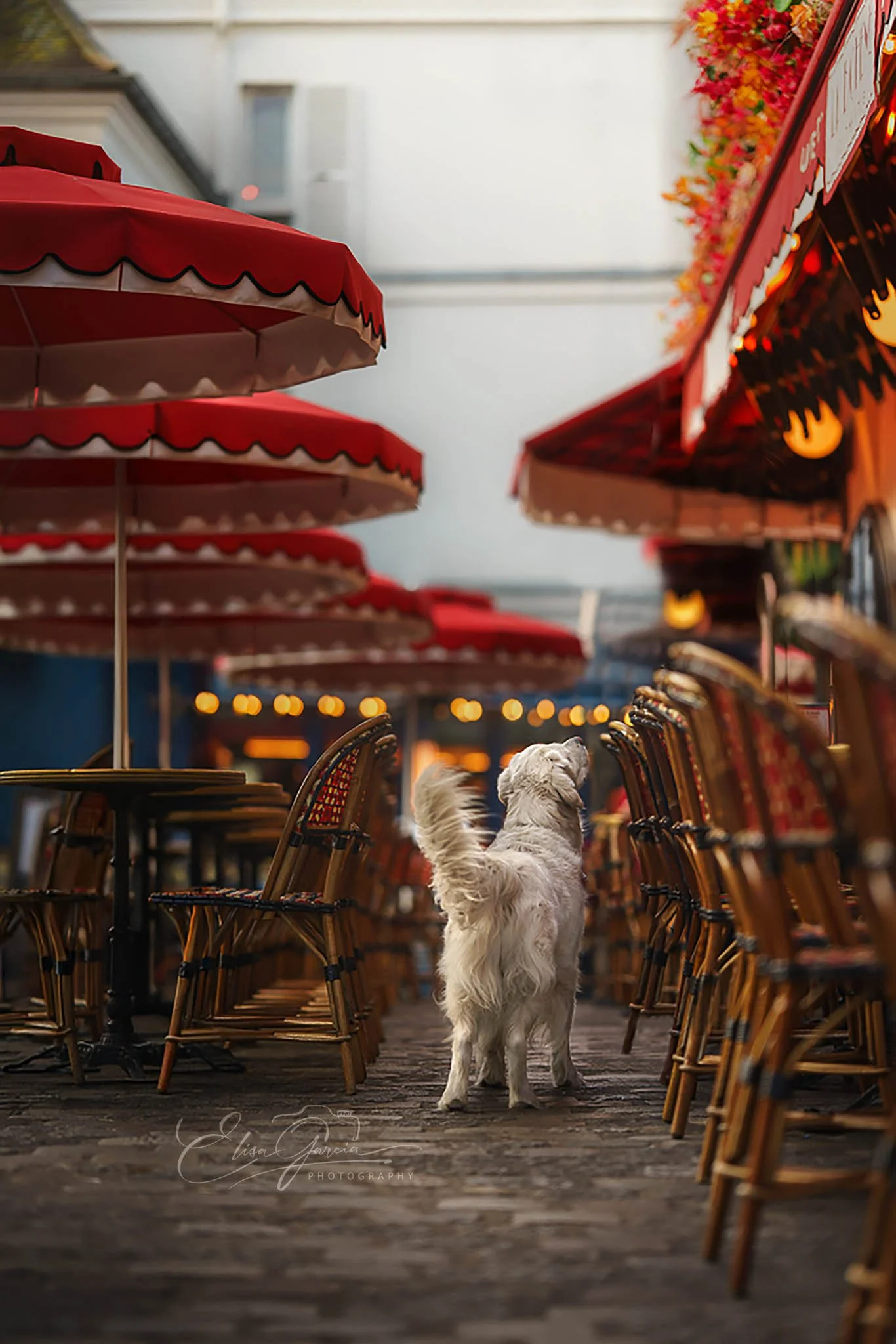 Montmartre et les shooting animaliers pour chien sur Paris