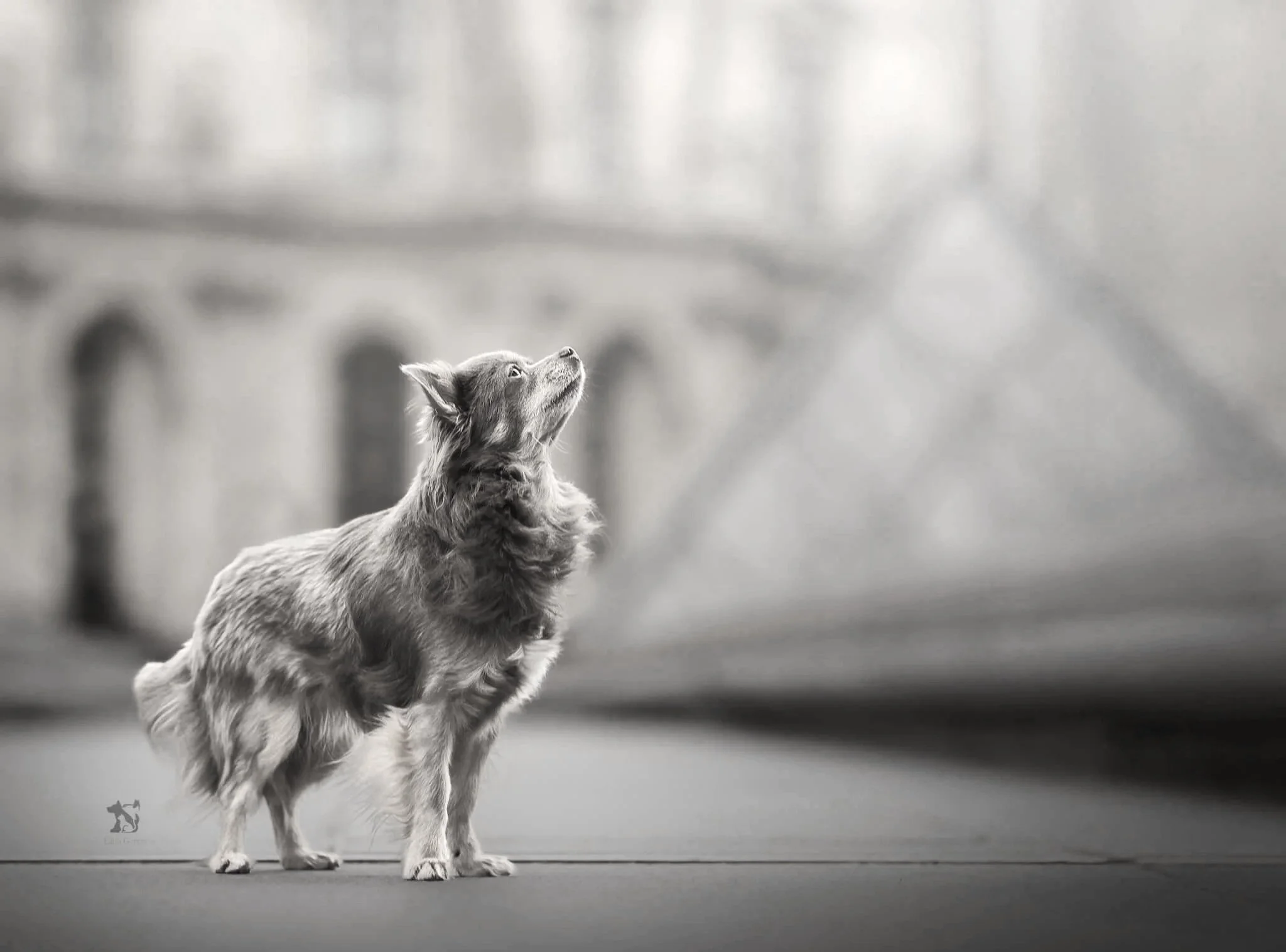 Paw+Prints+Photography_shooting+Louvre+Paris+chihuahua+chien.jpg
