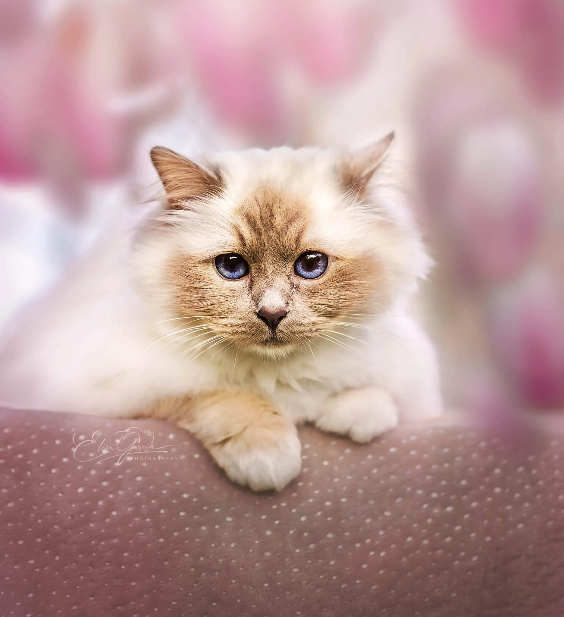 Sacré de Birmanie shooting photo magnolias Ile-de-France photographe animalier Elisa Garcia Photography