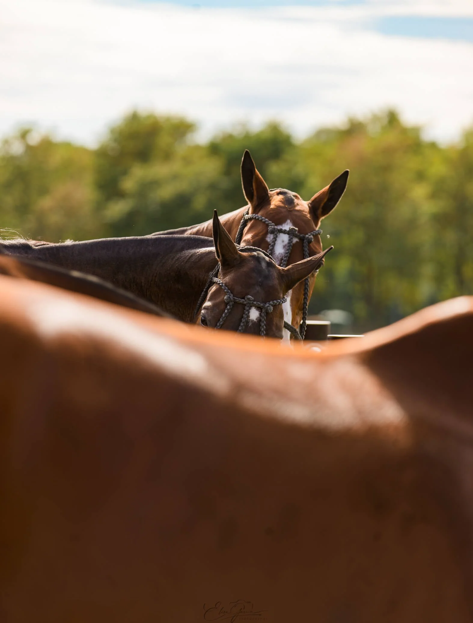 Caballos polo Jolly Roger - Elisa Garcia Photography