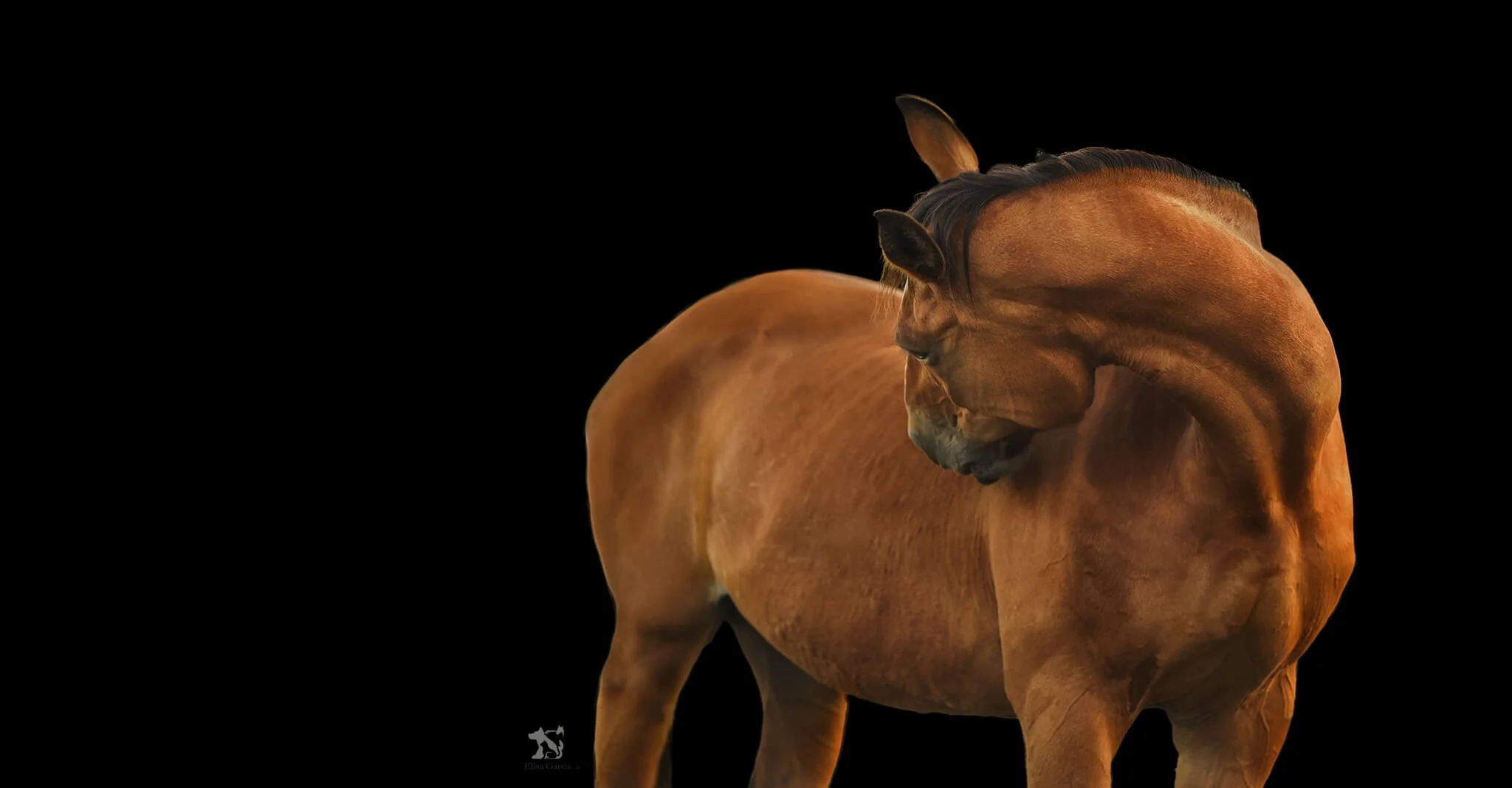 DSC06688-Edit web_jument shooting Orvilliers cheval.jpg