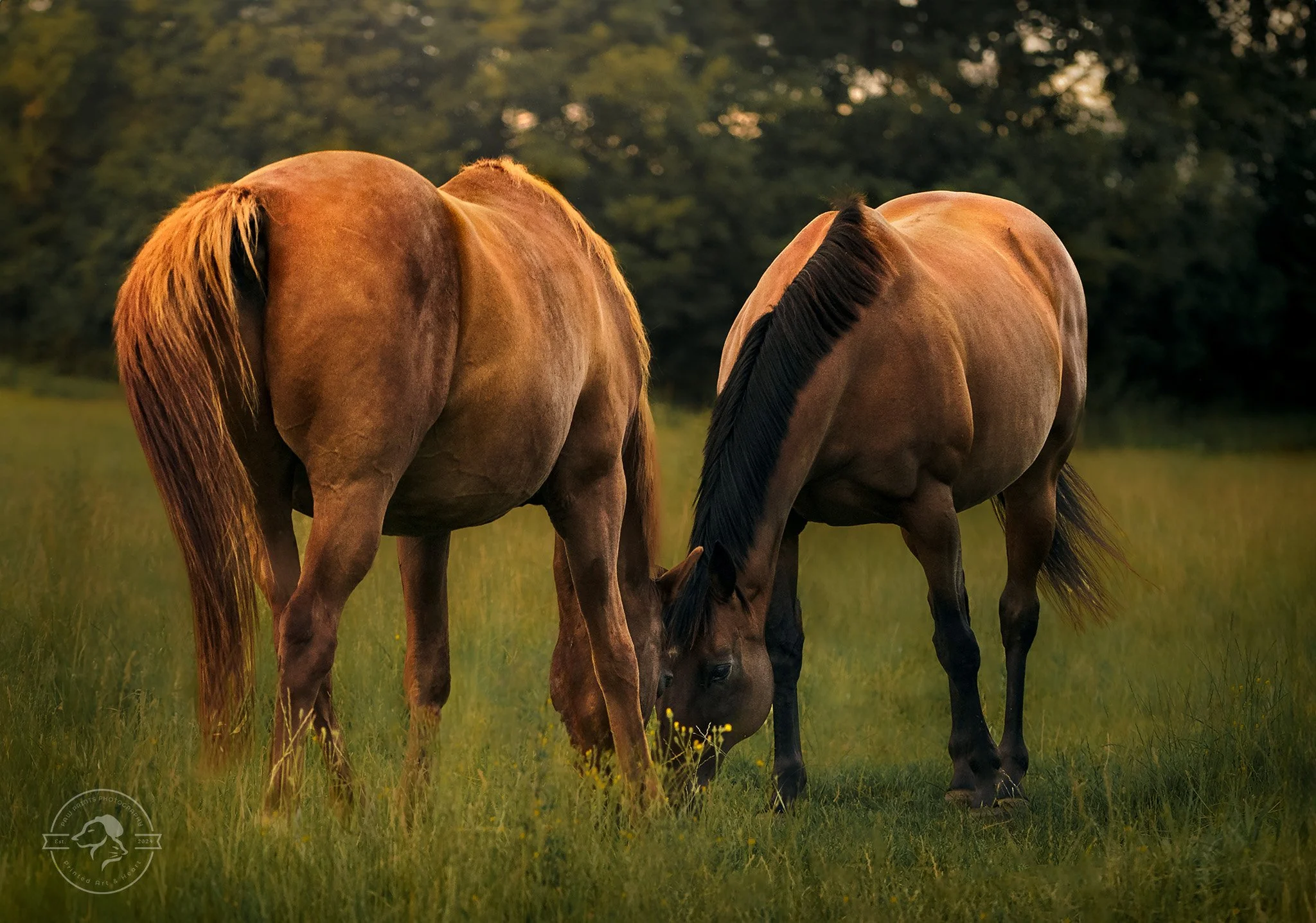 DSC09545-Edit web.jpg