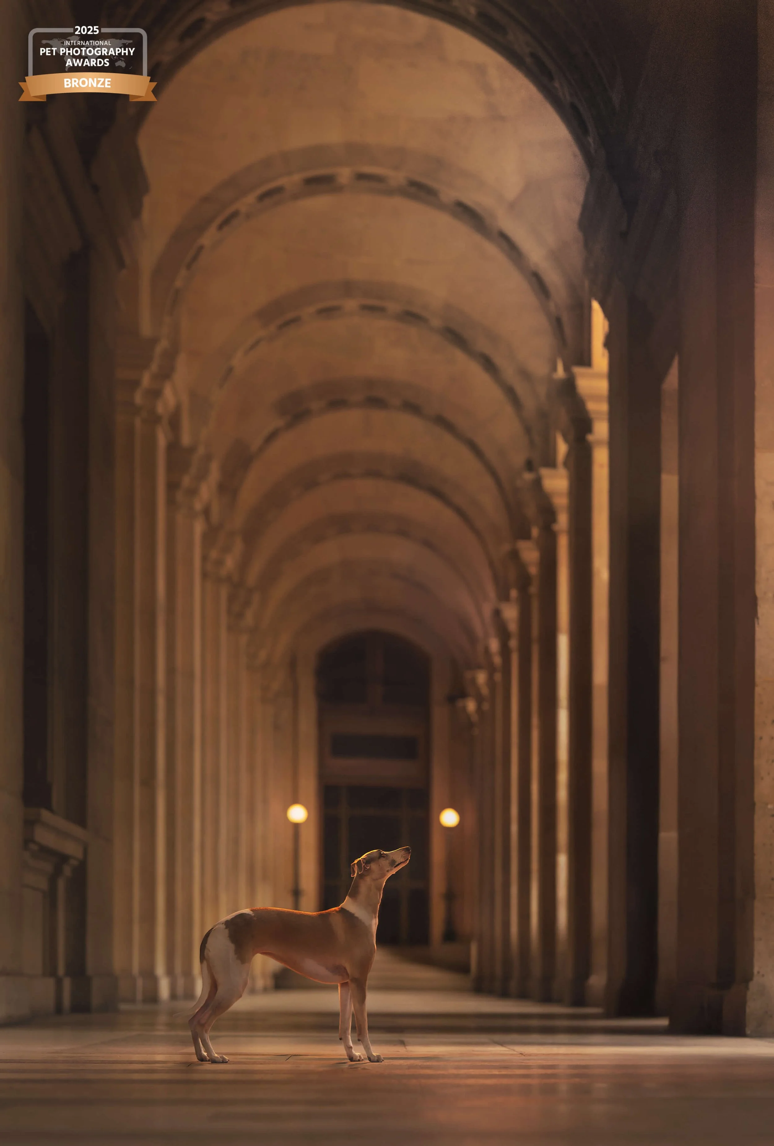 IPPA-2025- Bronze Elisa Garcia Photographe animalier chien Paris Louvre.jpg