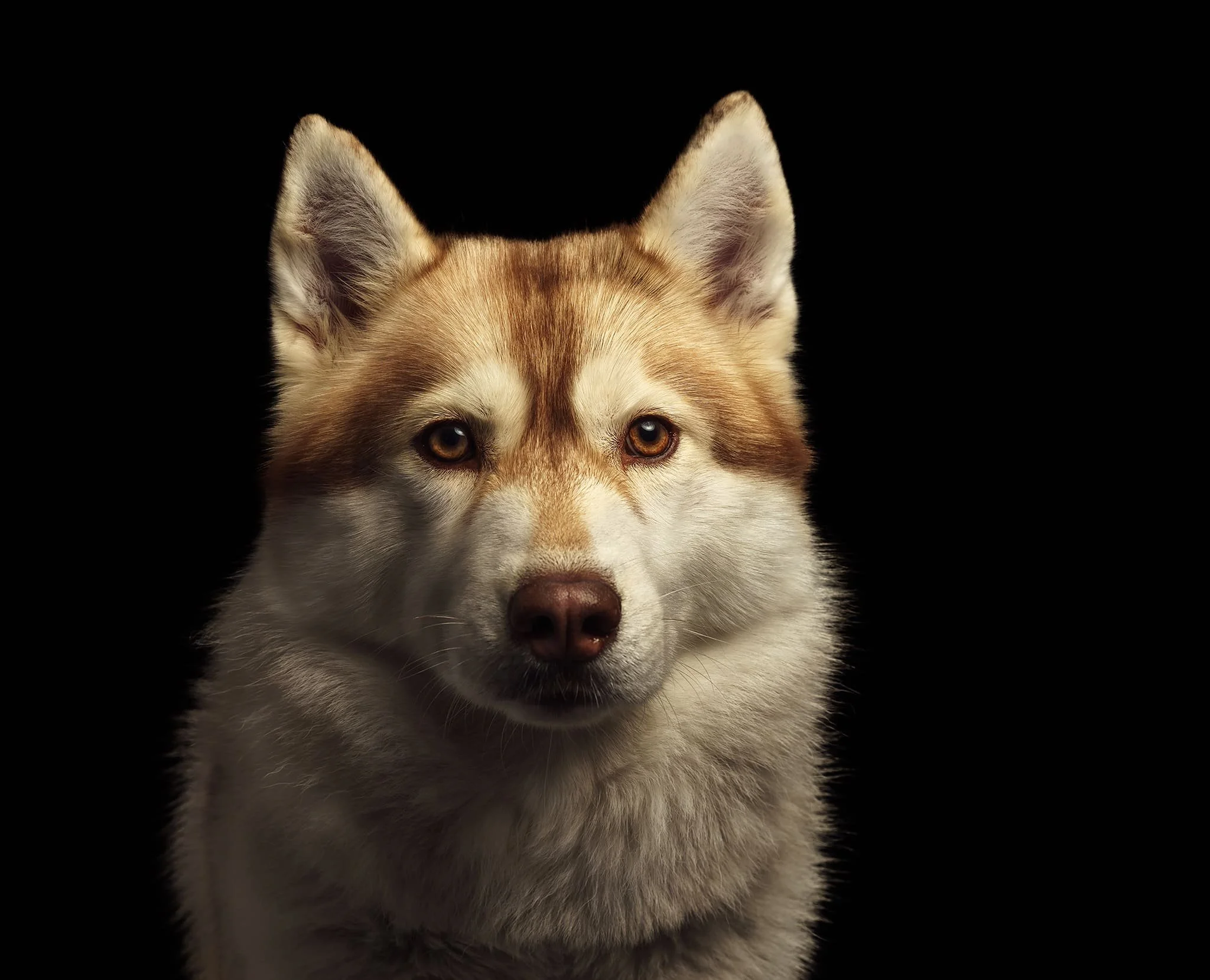 DSC08803-Edit Studio Elancourt husky Paw Prints Photography.jpg