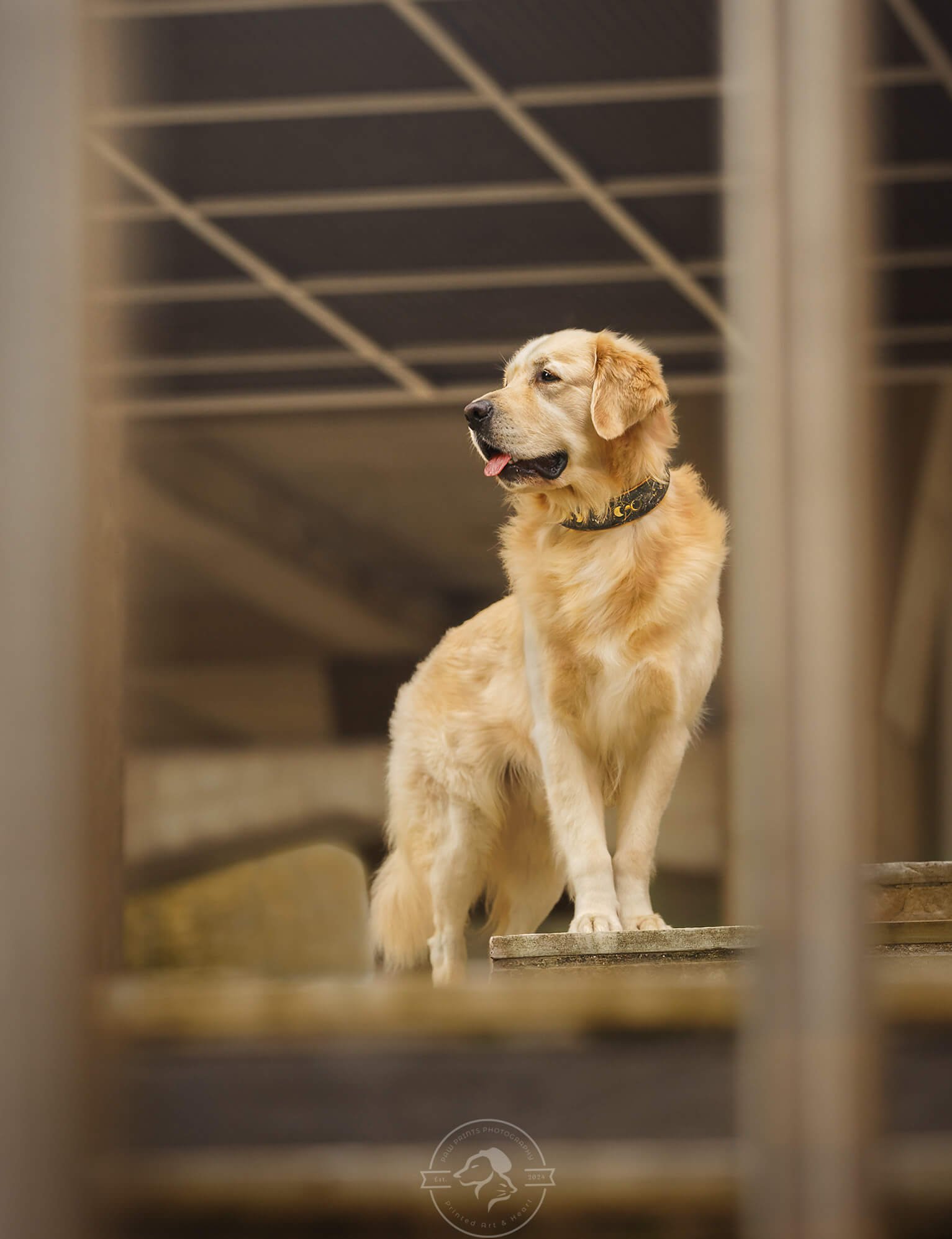 Shooting urbain Golden retriever à la Défense, sur Paris
