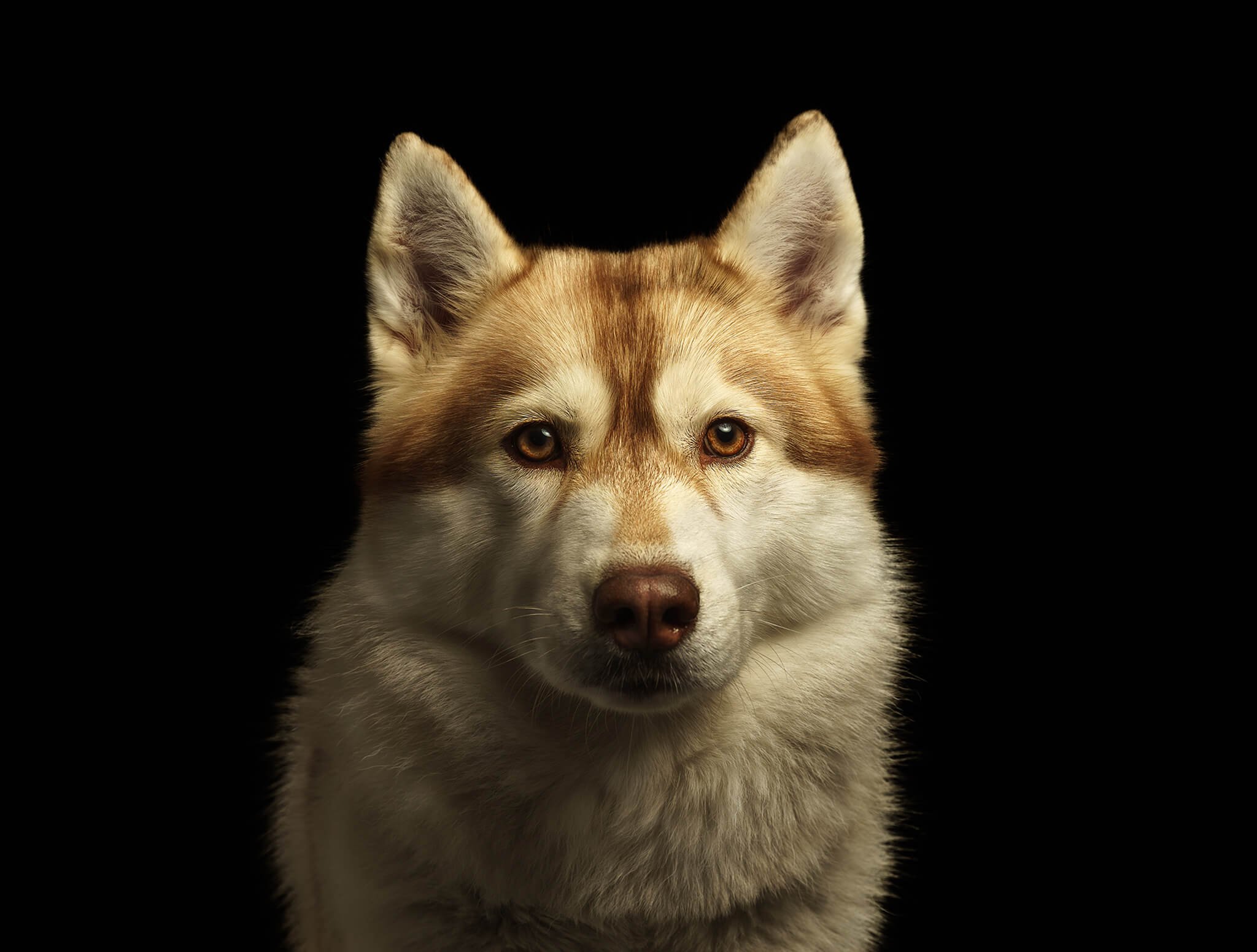 Paw Prints Photography - Portfolio chiens