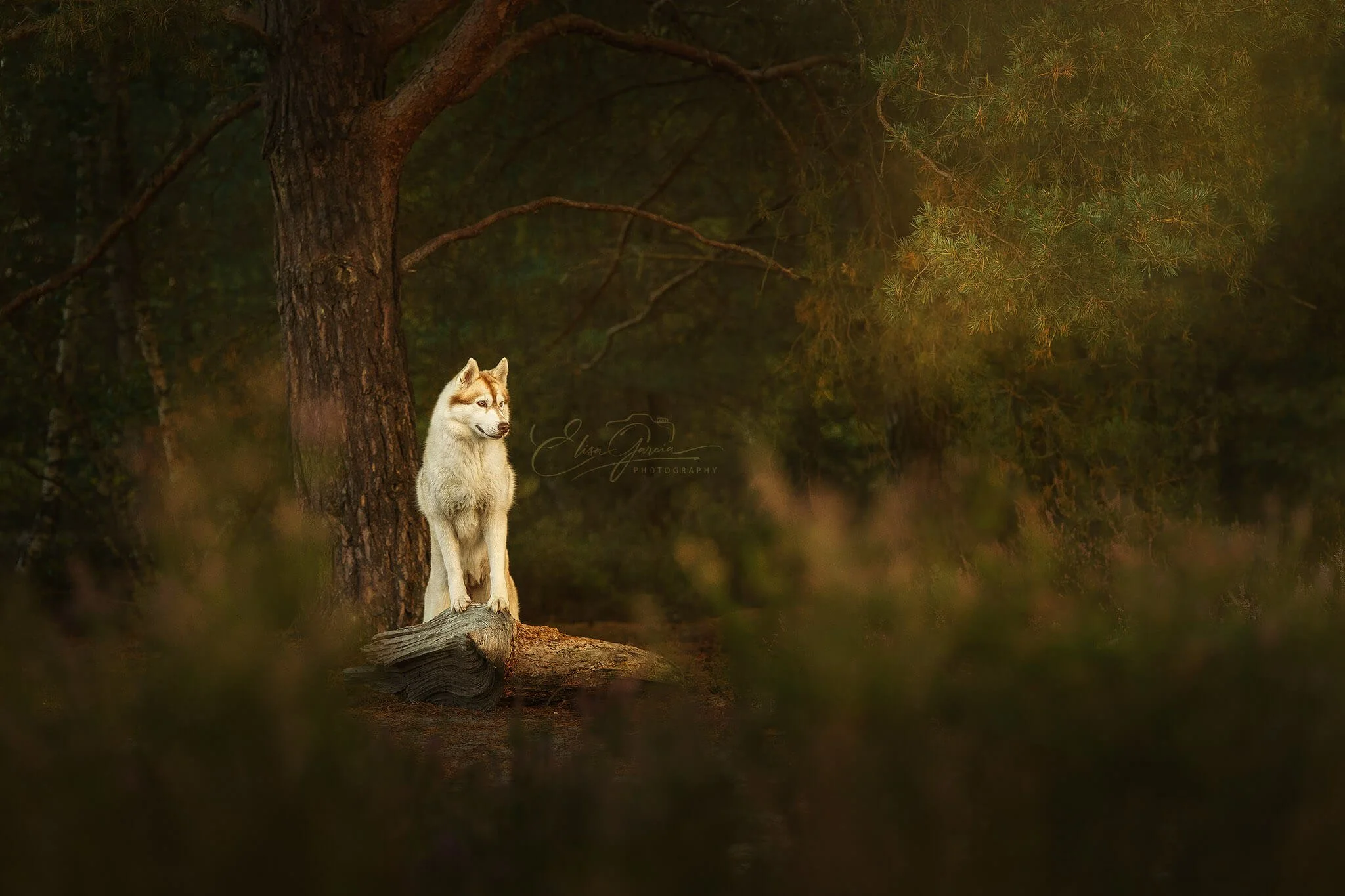 Elisa Garcia Photography - Bruyères Rambouillet Rochefort.jpg