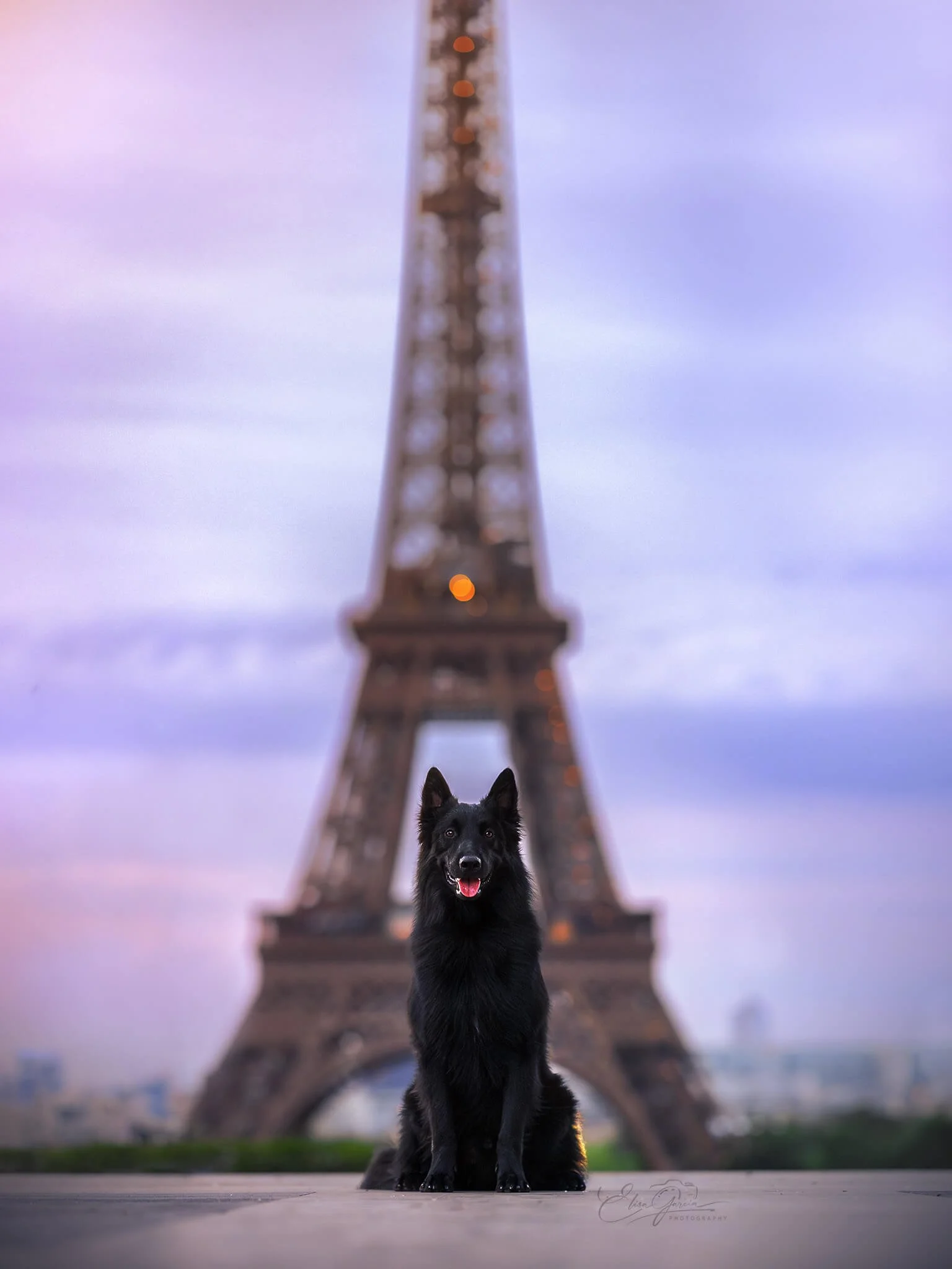 Elisa Garcia Photography - séance photo chien Tour Eiffel groenendael.jpg