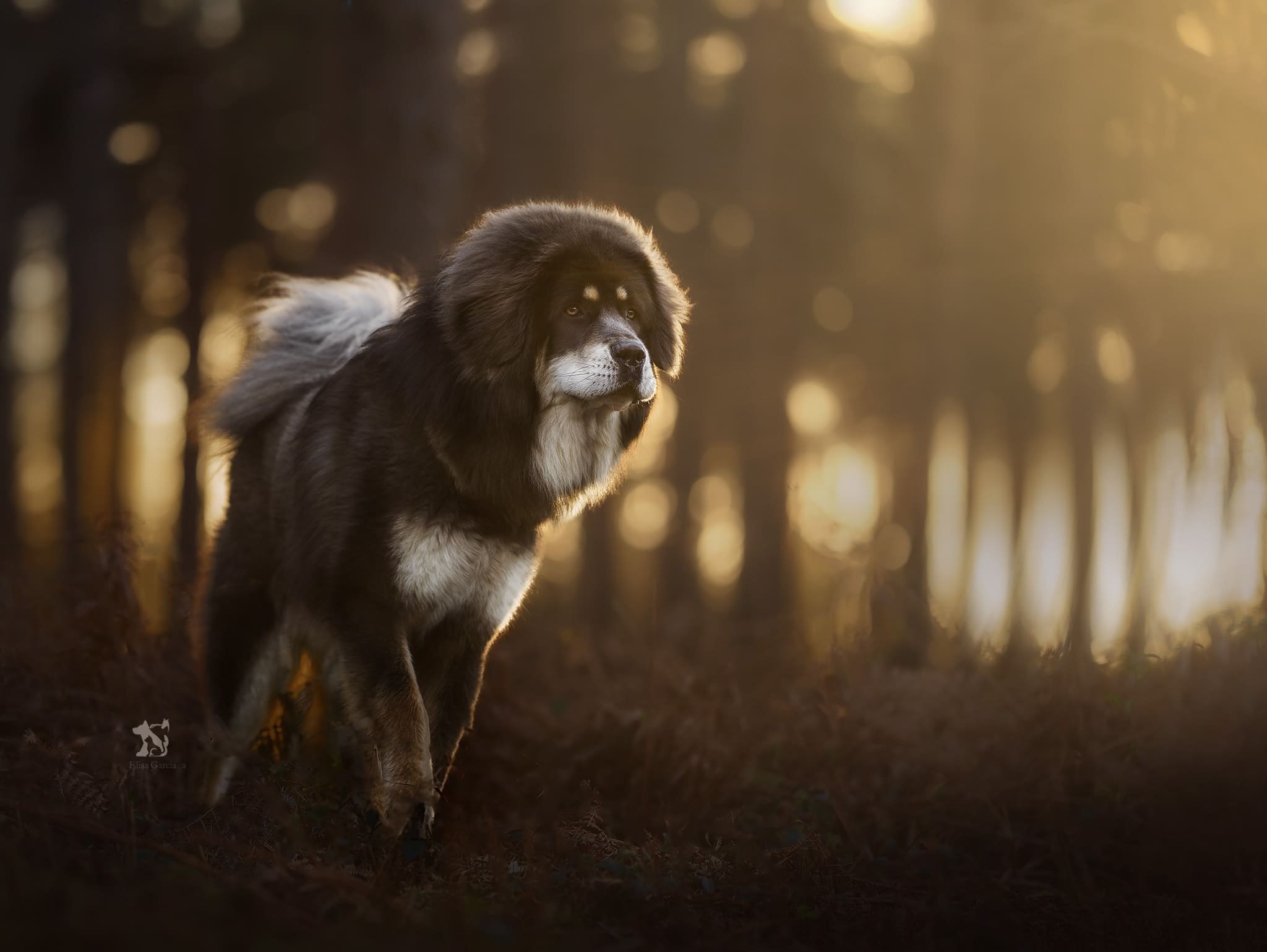 Senghe - Paw Prints Photography.jpg