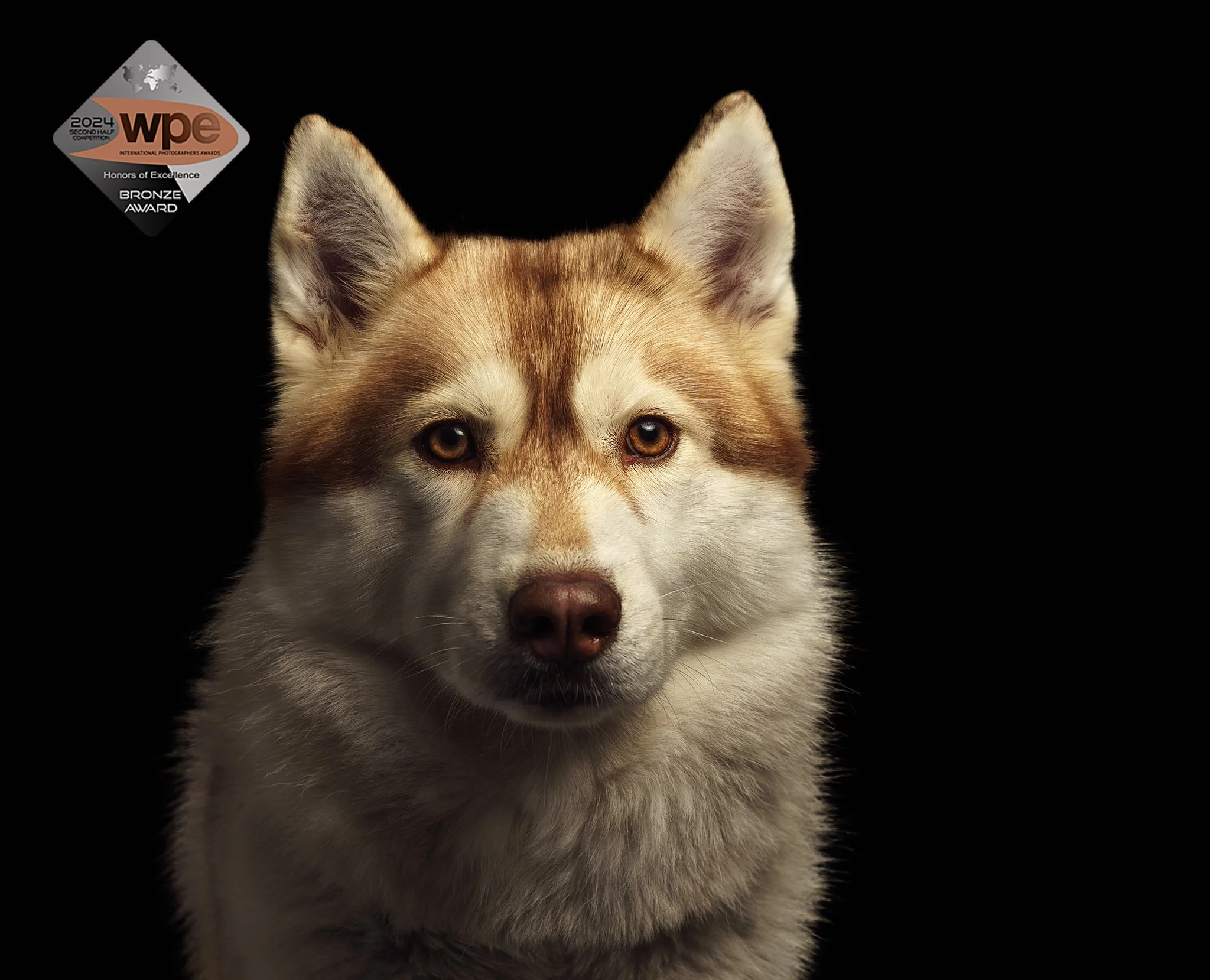 Médaille de bronze catégorie animaux domestiques obtenue avec le WPE Awards en Q3 2024