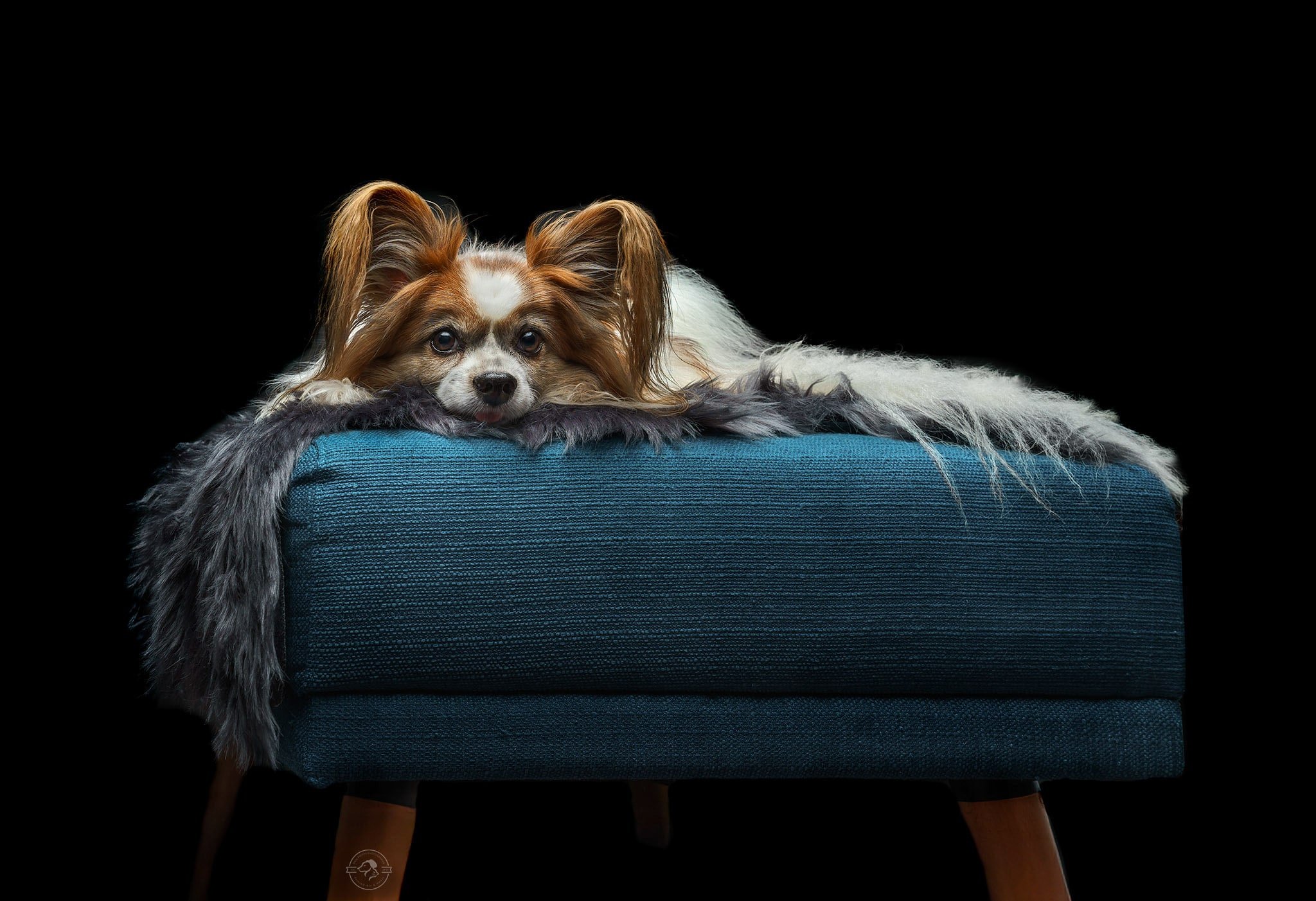 Paw Prints Photography - Portfolio chien studio