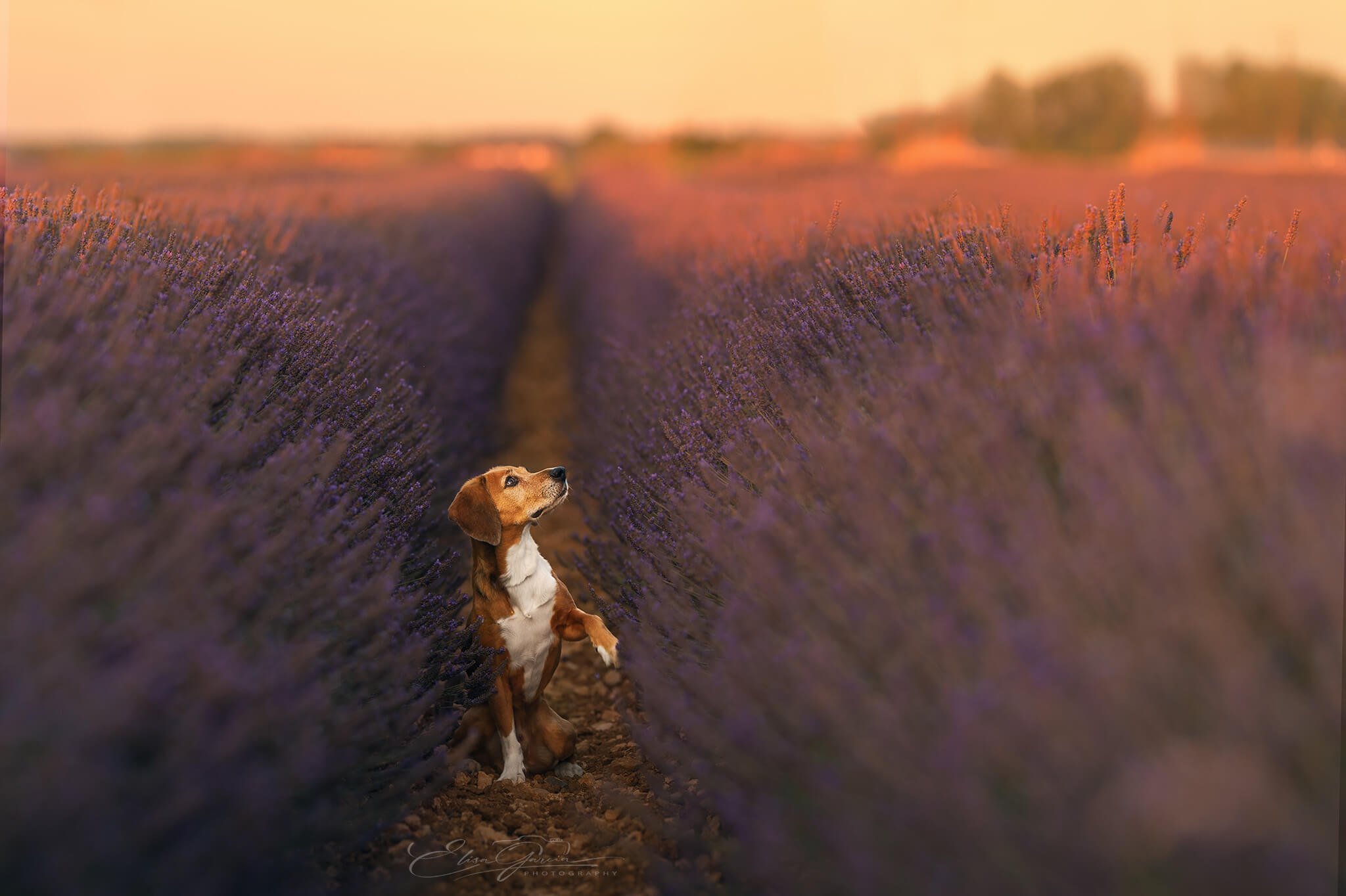 Elisa Garcia Photography - séance photo canine lavandes