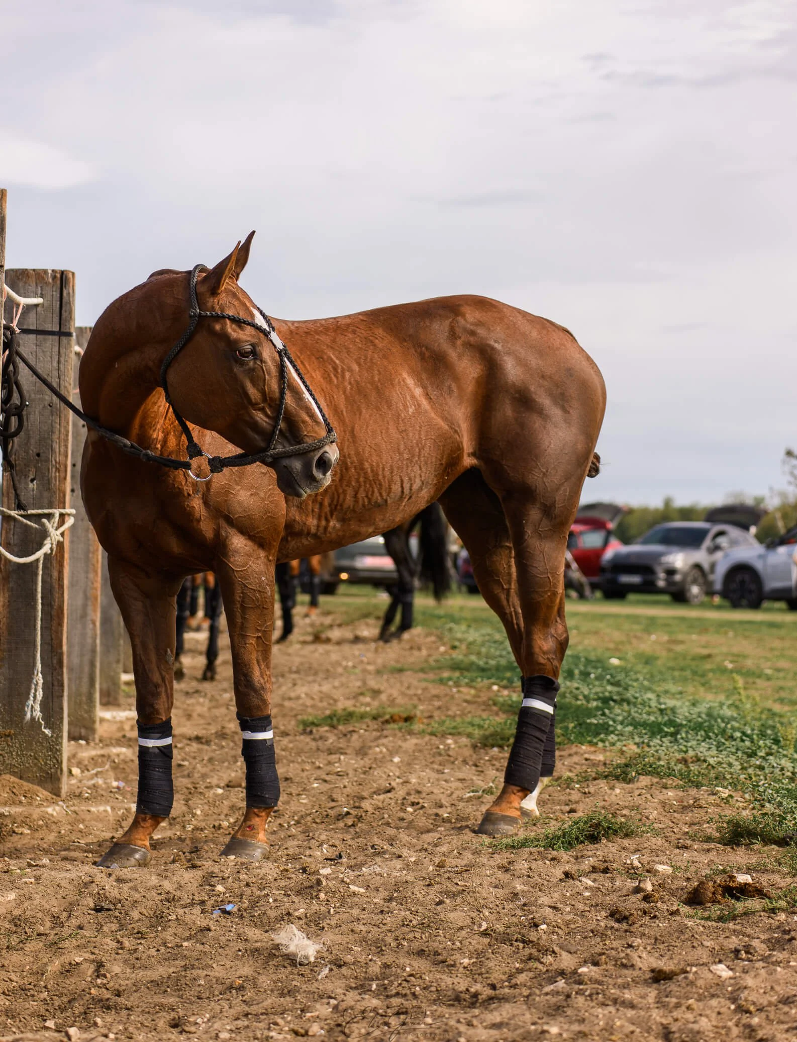 Poney polo Chantilly Jolly Rogers - Elisa Garcia Photography
