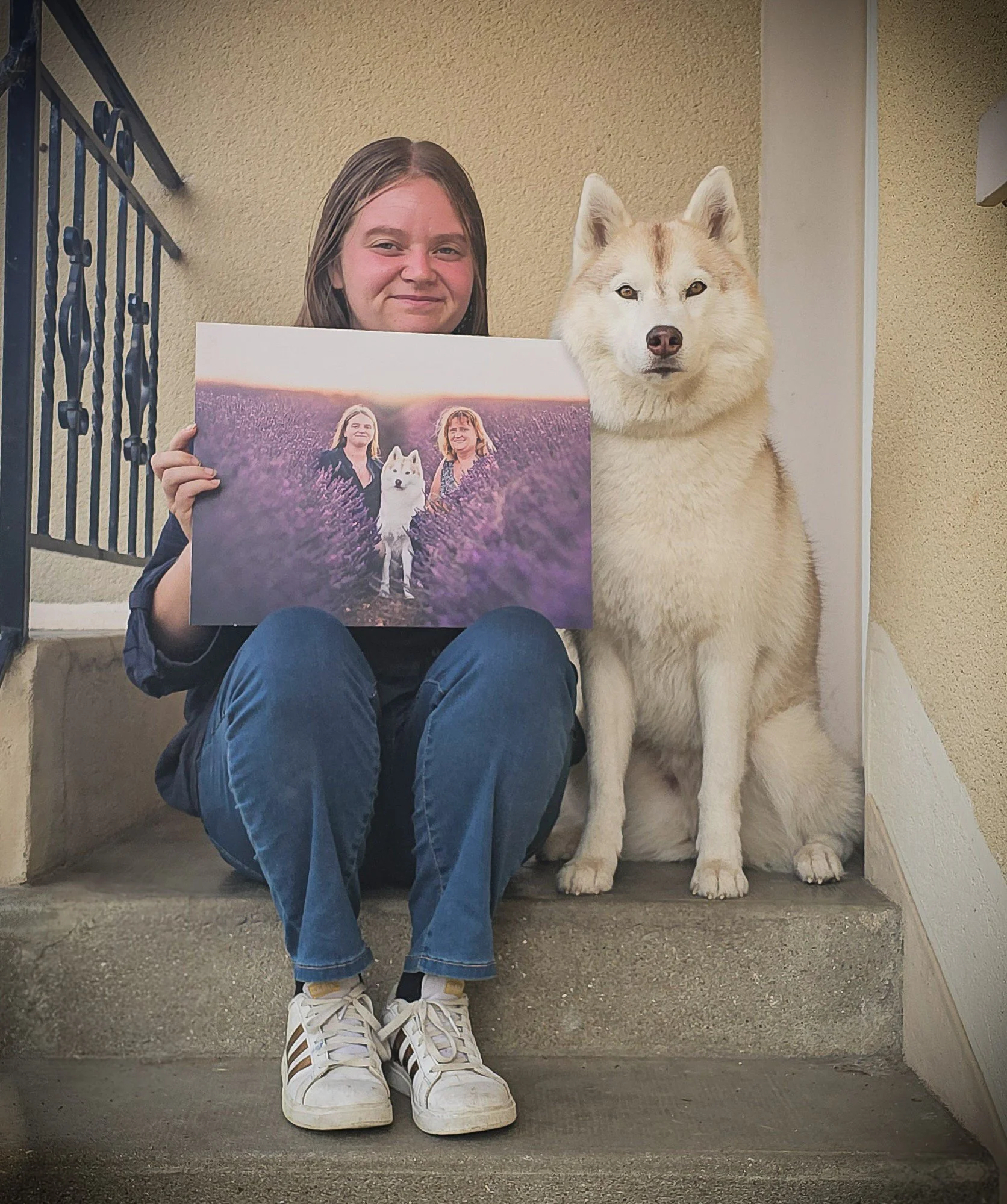 Elisa Garcia Photography - Tableau aluminium séance lavandes husky