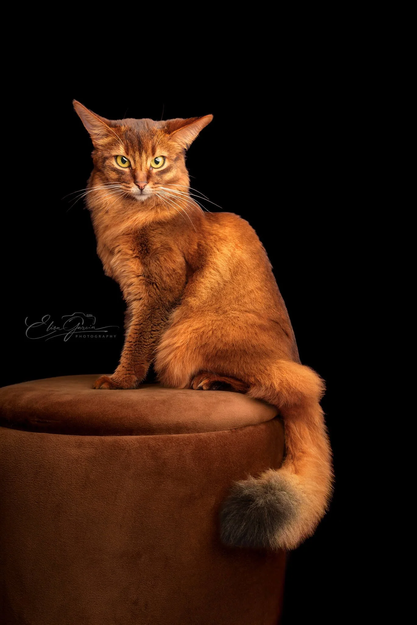 Femelle abyssin séance photo élevage chat Bretagne