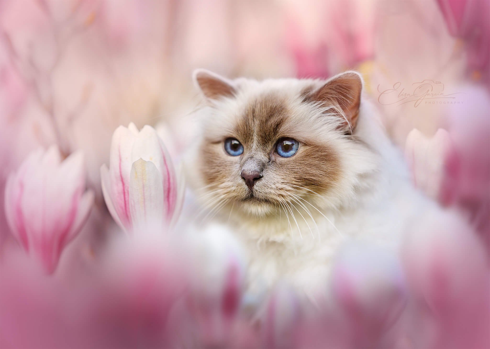 Shooting sacré de birmanie Elancourt Elisa Garcia