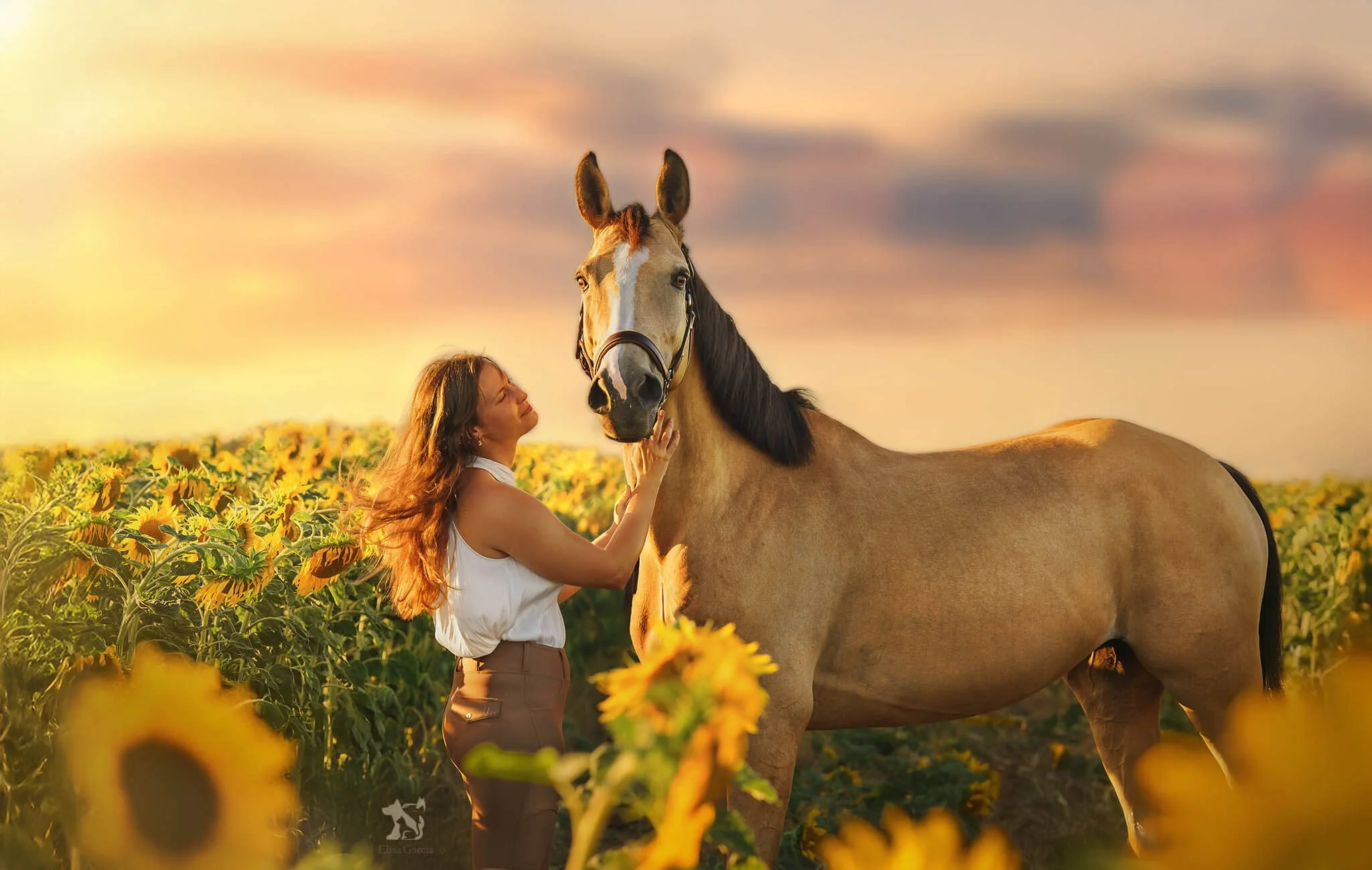Séance tournesols Rambouillet cavalière Elisa Garcia photography