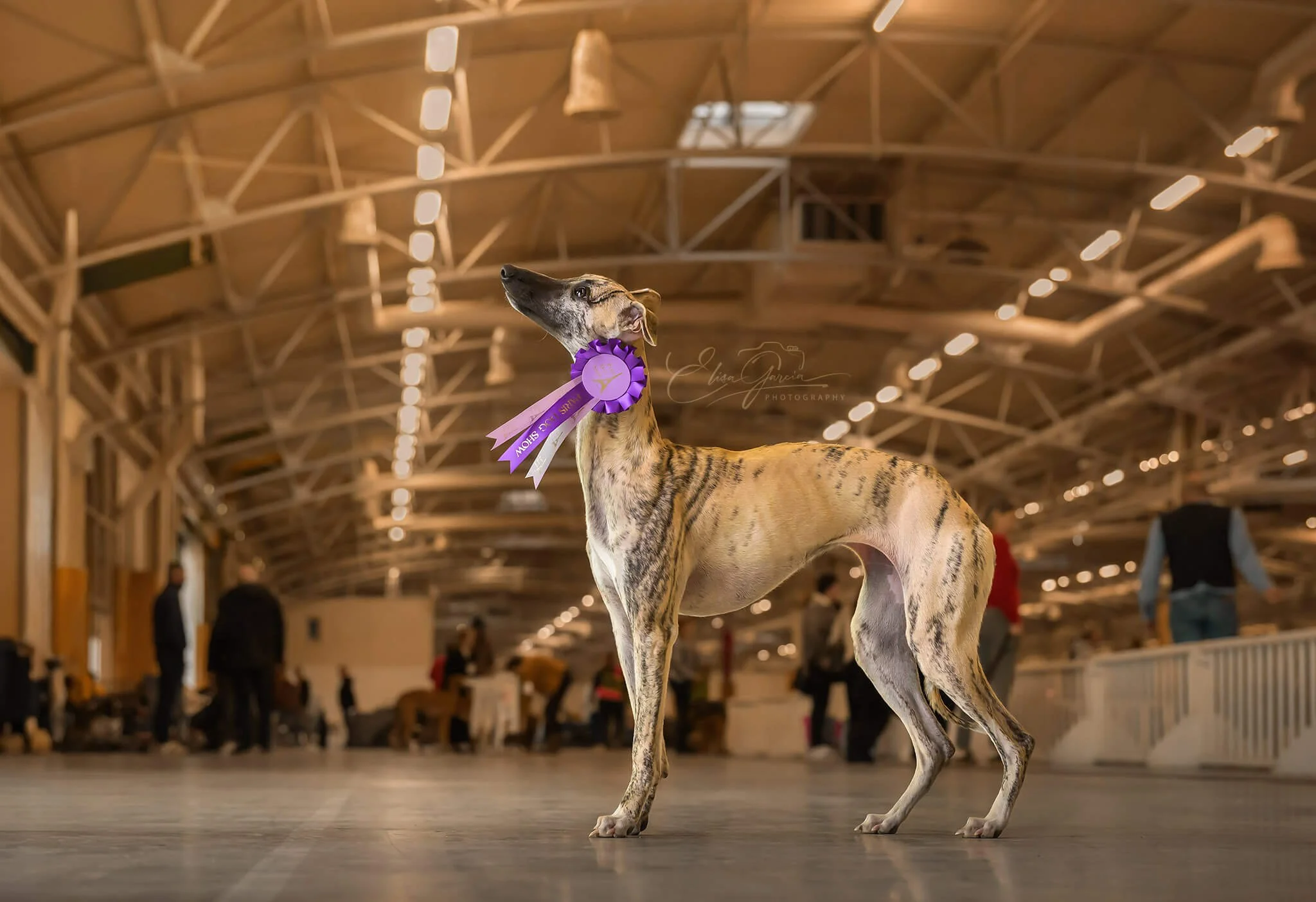 Elisa Garcia Photography - Levrier exposition canine Paris Dog Show.jpg