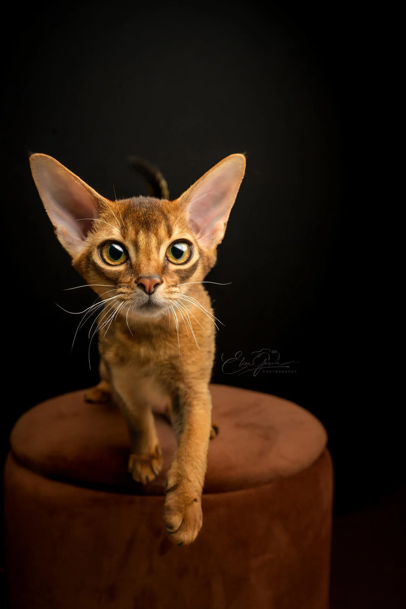 Chat somalais studio Elisa Garcia Photography