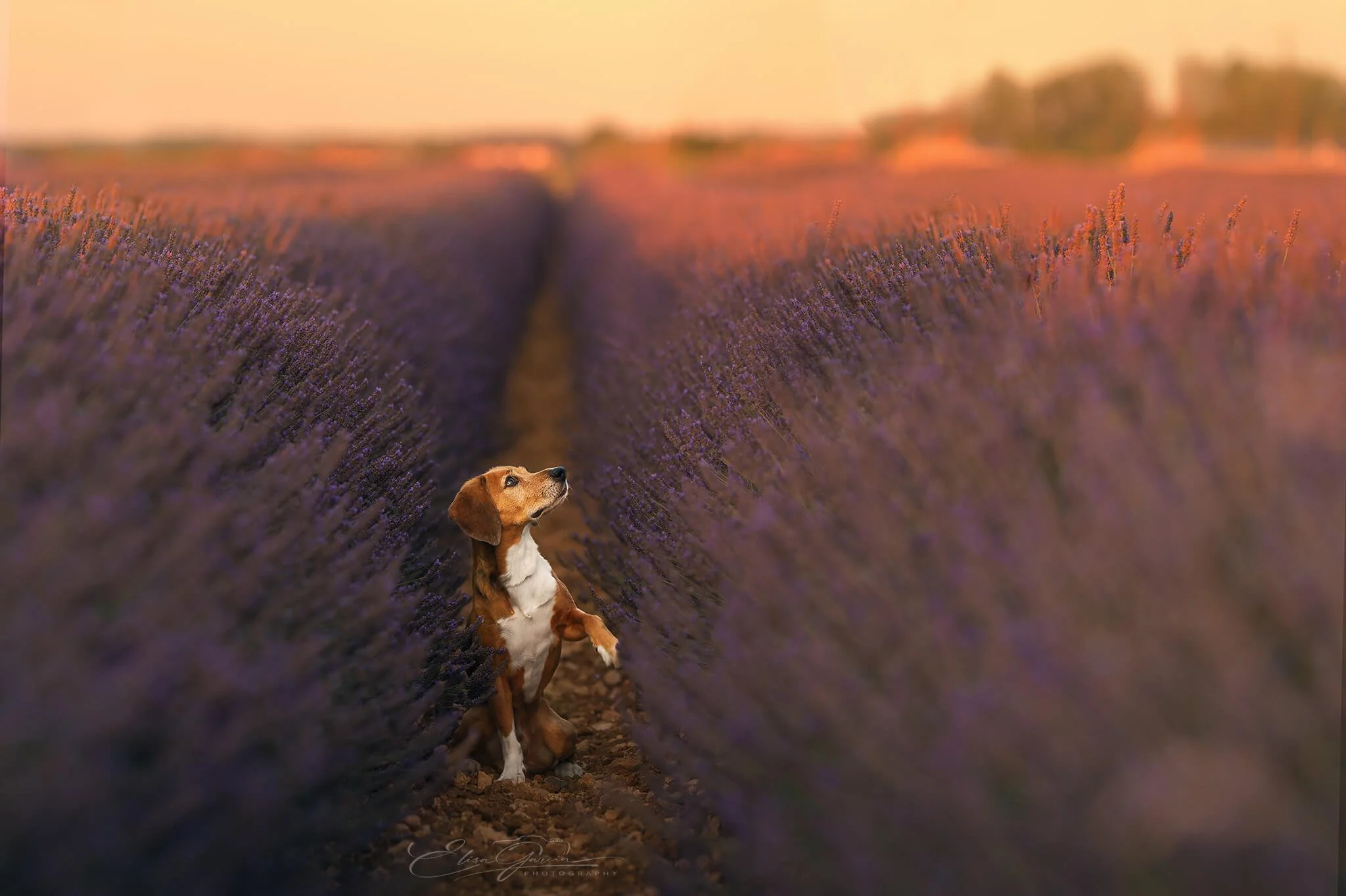 Elisa Garcia Photography - beagle lavandes Ferté-Villeneuil.jpg