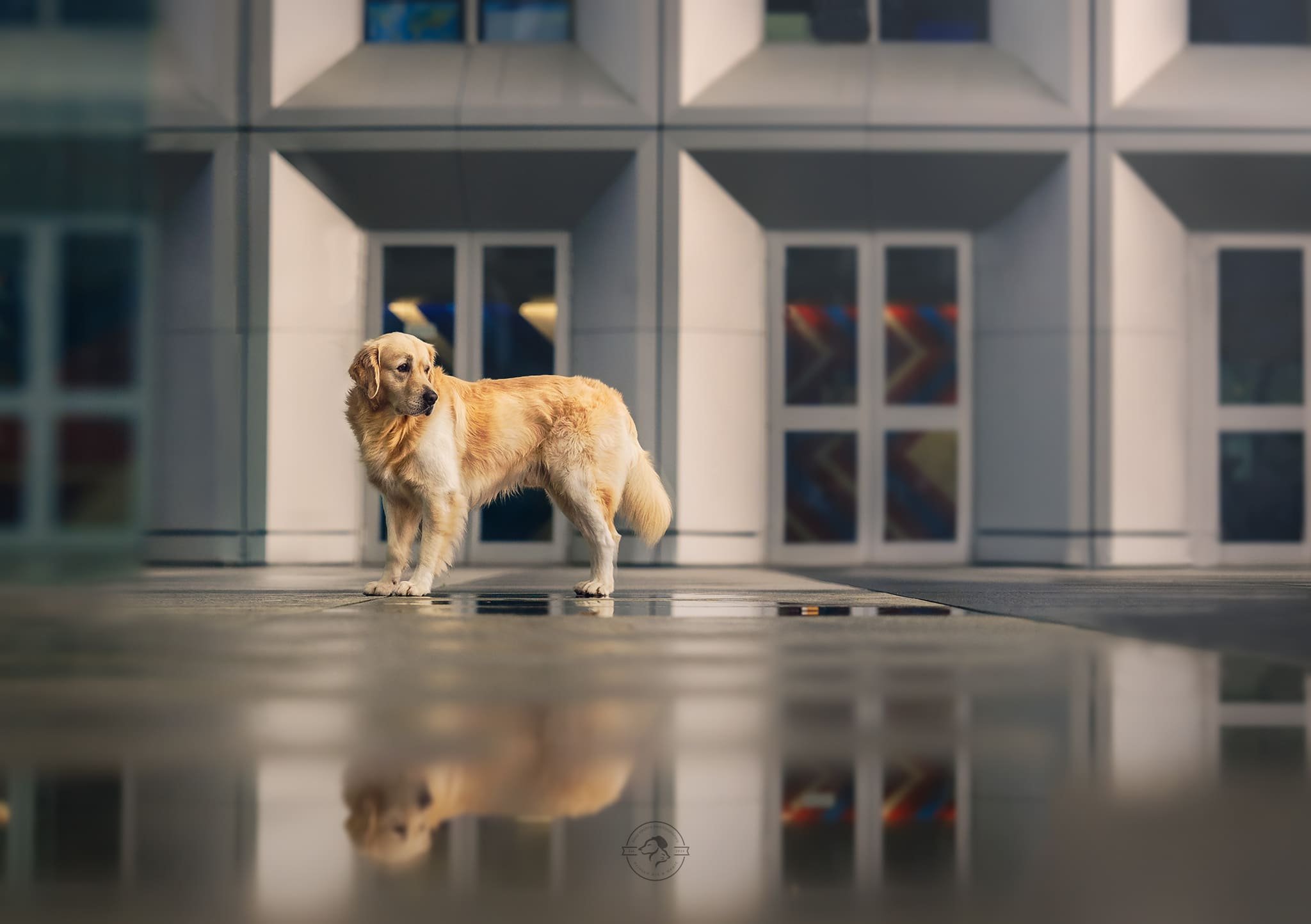 DSC09116-Edit Paw Prints Photography Esplanade de la Défense golden.jpg