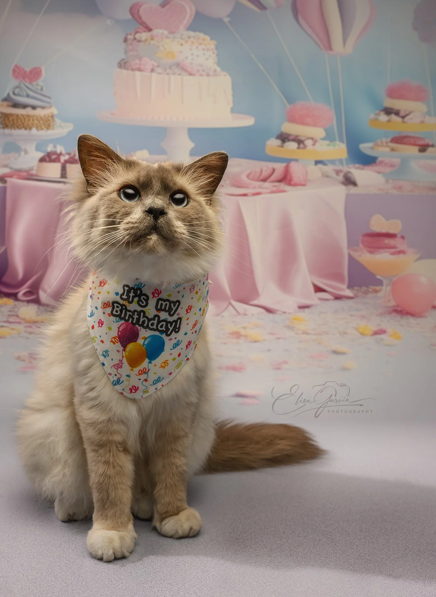 Séance anniversaire chat sacré de birmanie - Elisa Garcia Photography
