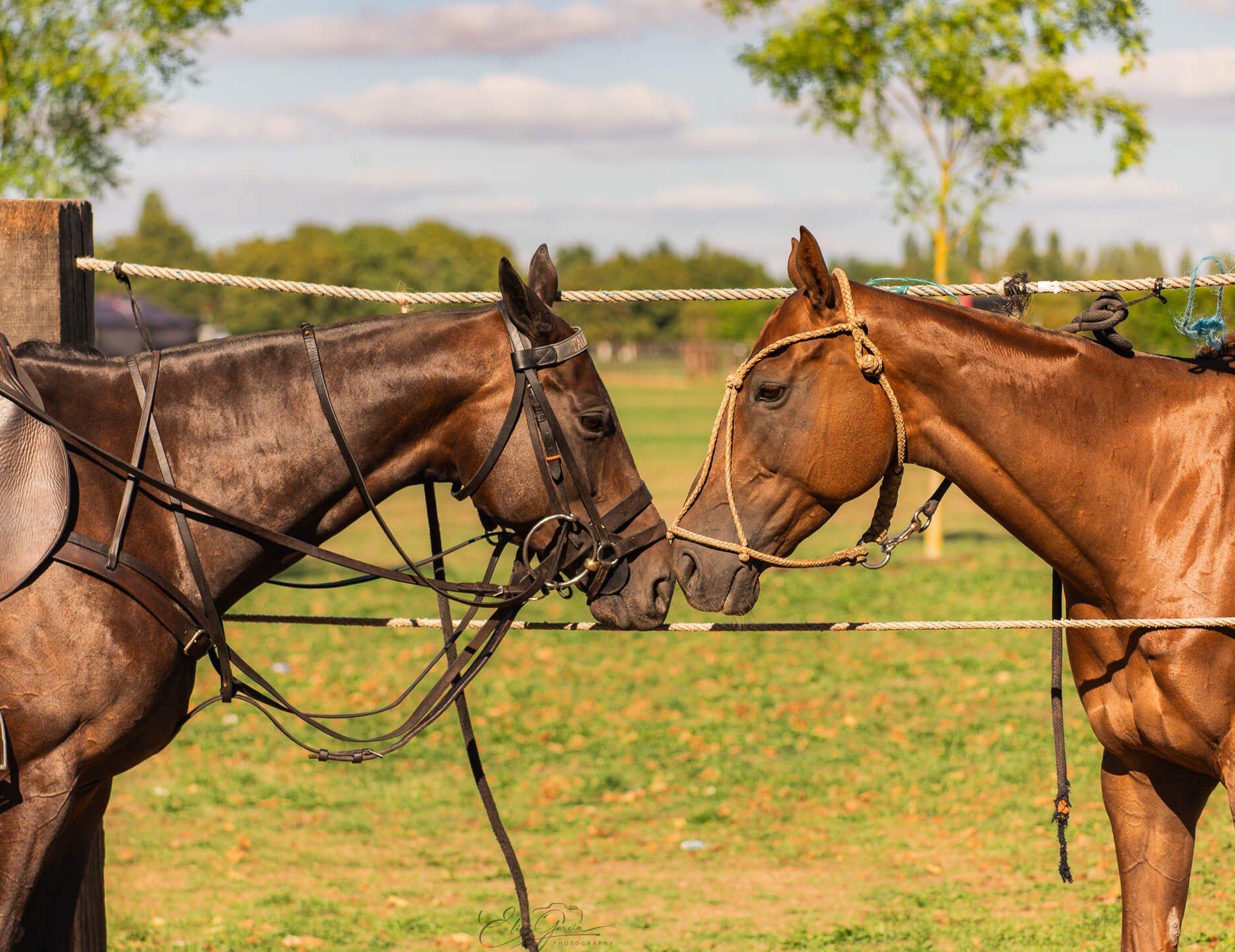Caballos polo Copa Barnes Talandracas - Elisa Garcia Photography