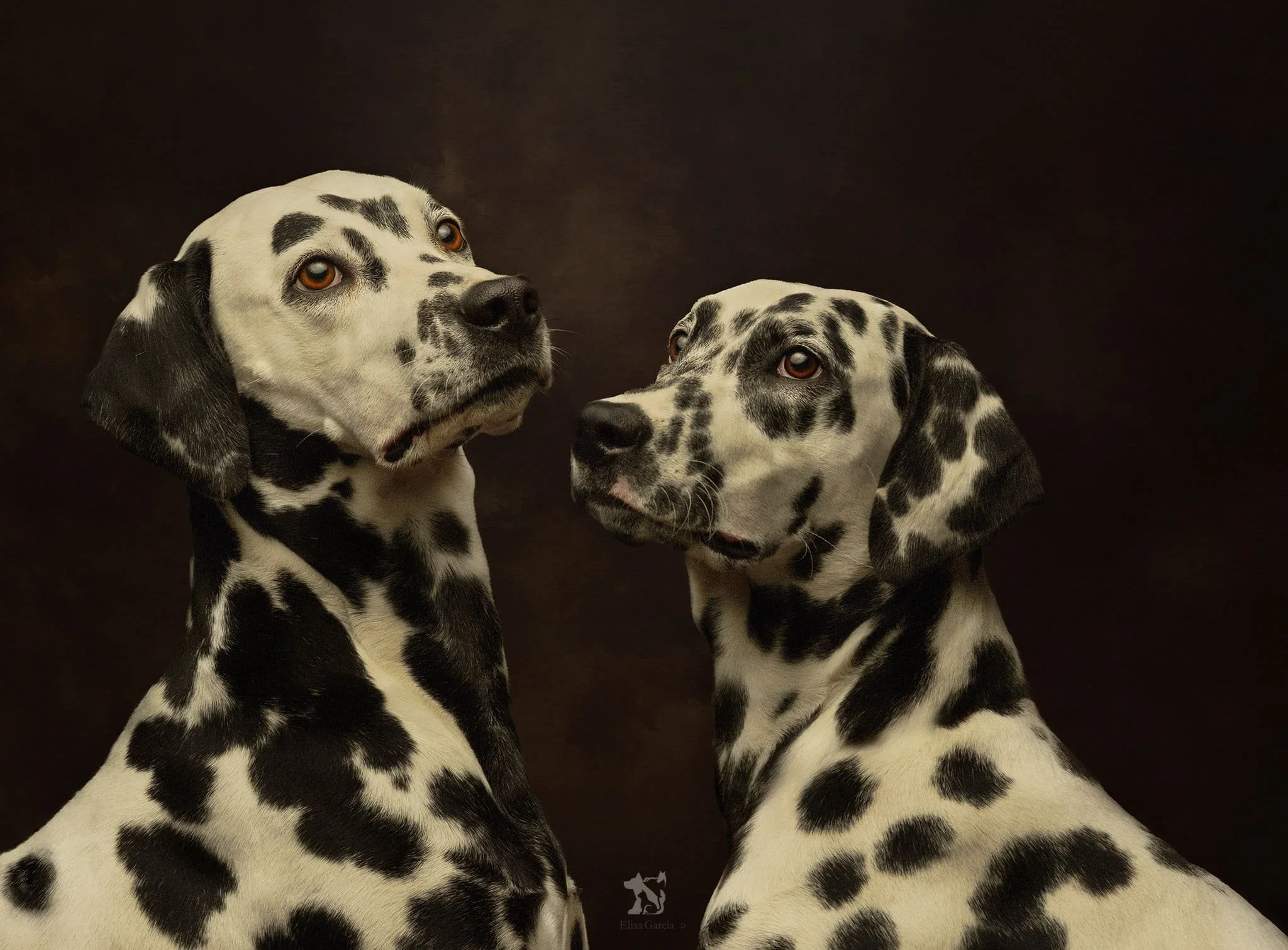 DSC04820- Paw Prints Photography  Studio dalmatiens Elancourt Ile-de-France.jpg