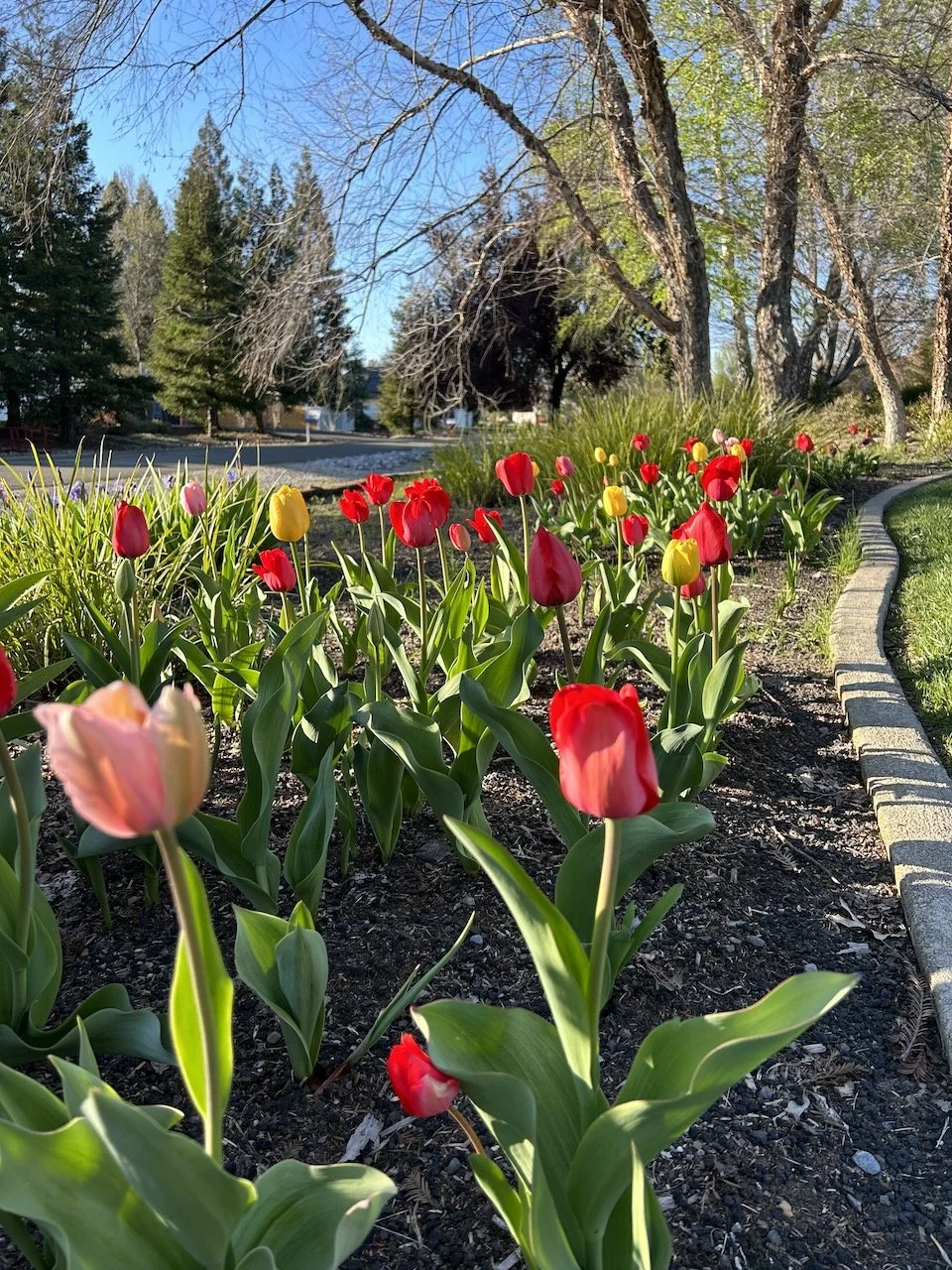 2023 Flowers - 11.jpeg